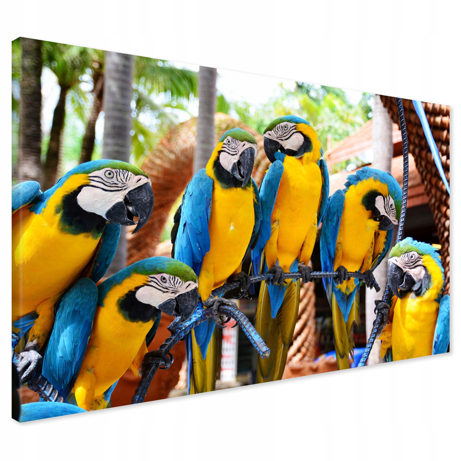 

Obraz na płótnie papuga papugi kolorowe 100x70