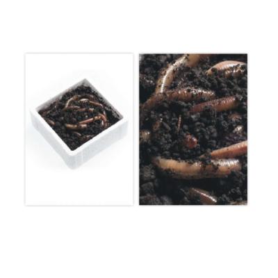 ROSÓWKA KANADYJSKA - 10szt. w opak. styropianowym Stan opakowania oryginalne