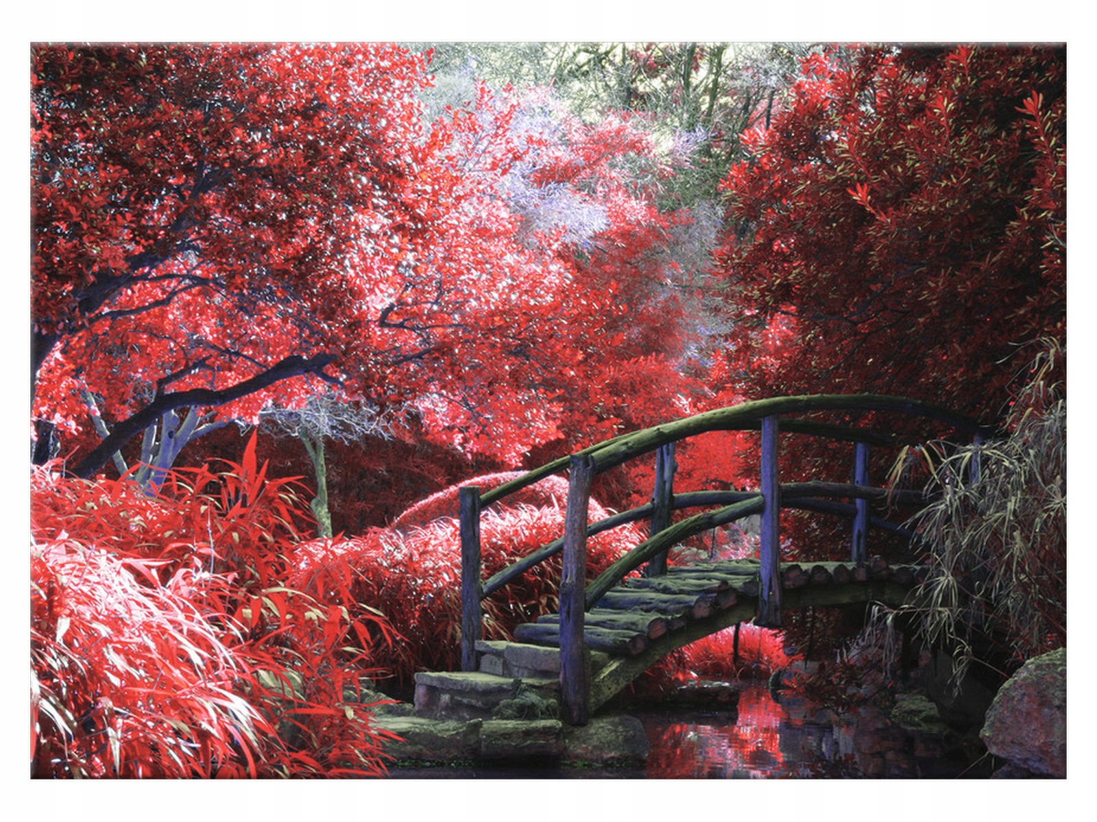 

Obraz Rośliny Japoński Ogród 70x50 Żywioły kuchnia