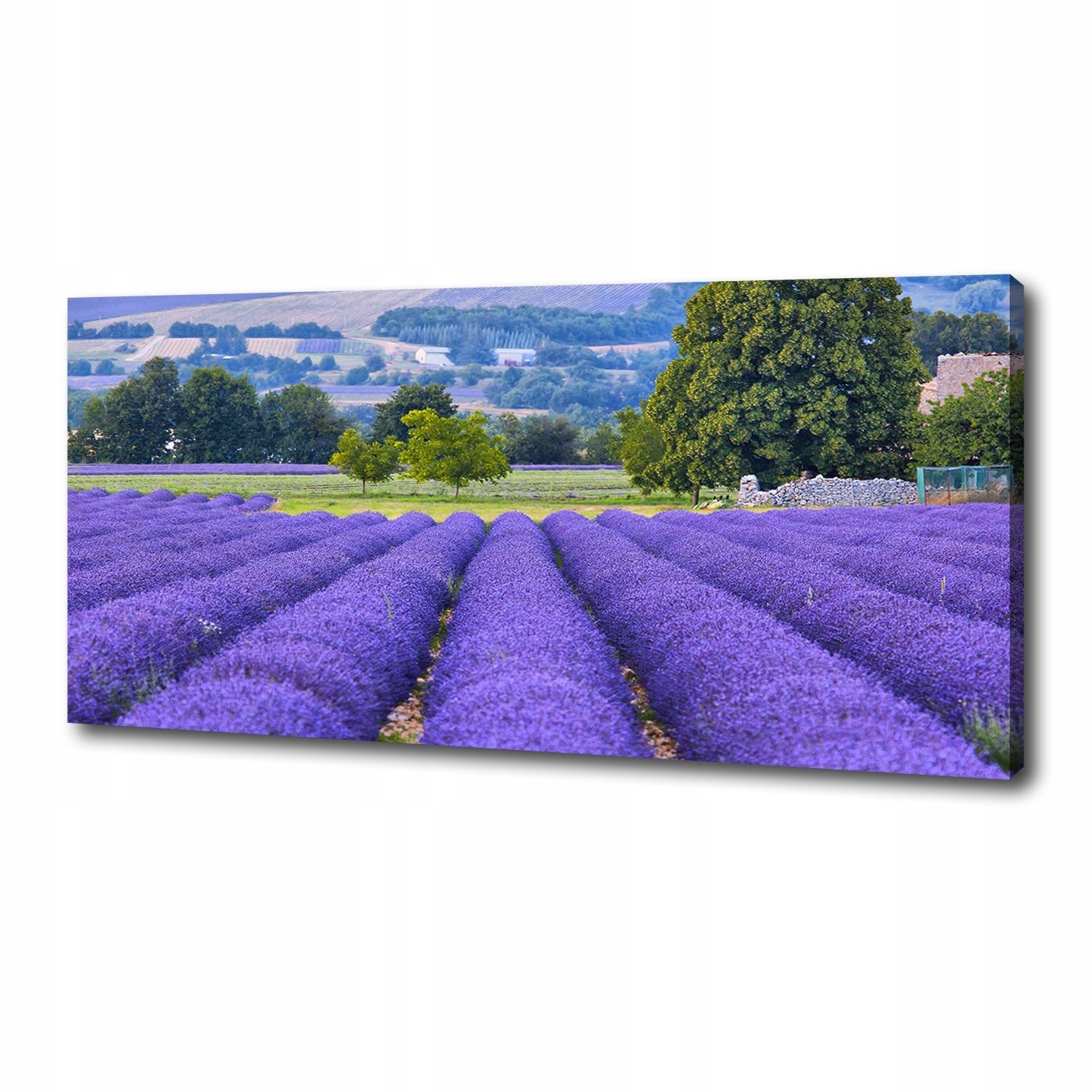 

Foto obraz duży na płótnie Pole lawendy 125x50 cm