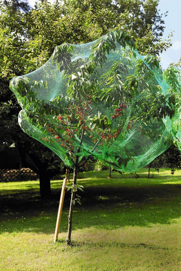 siatka ochronna przeciw ptakom 5x100m 4kg | 721505 — 5