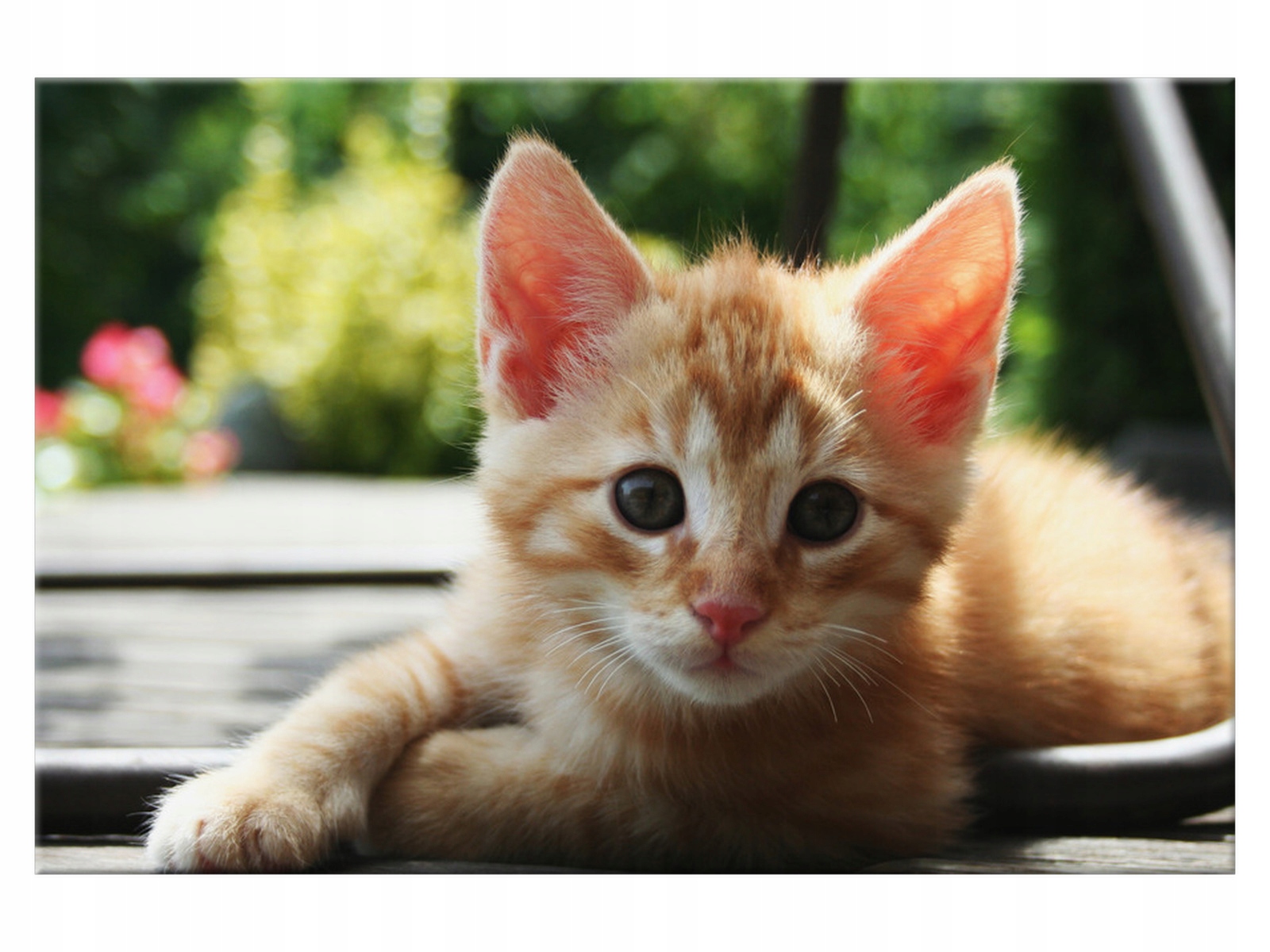 

Obraz na płótnie Rudy kot 60x40 kotek mały kot