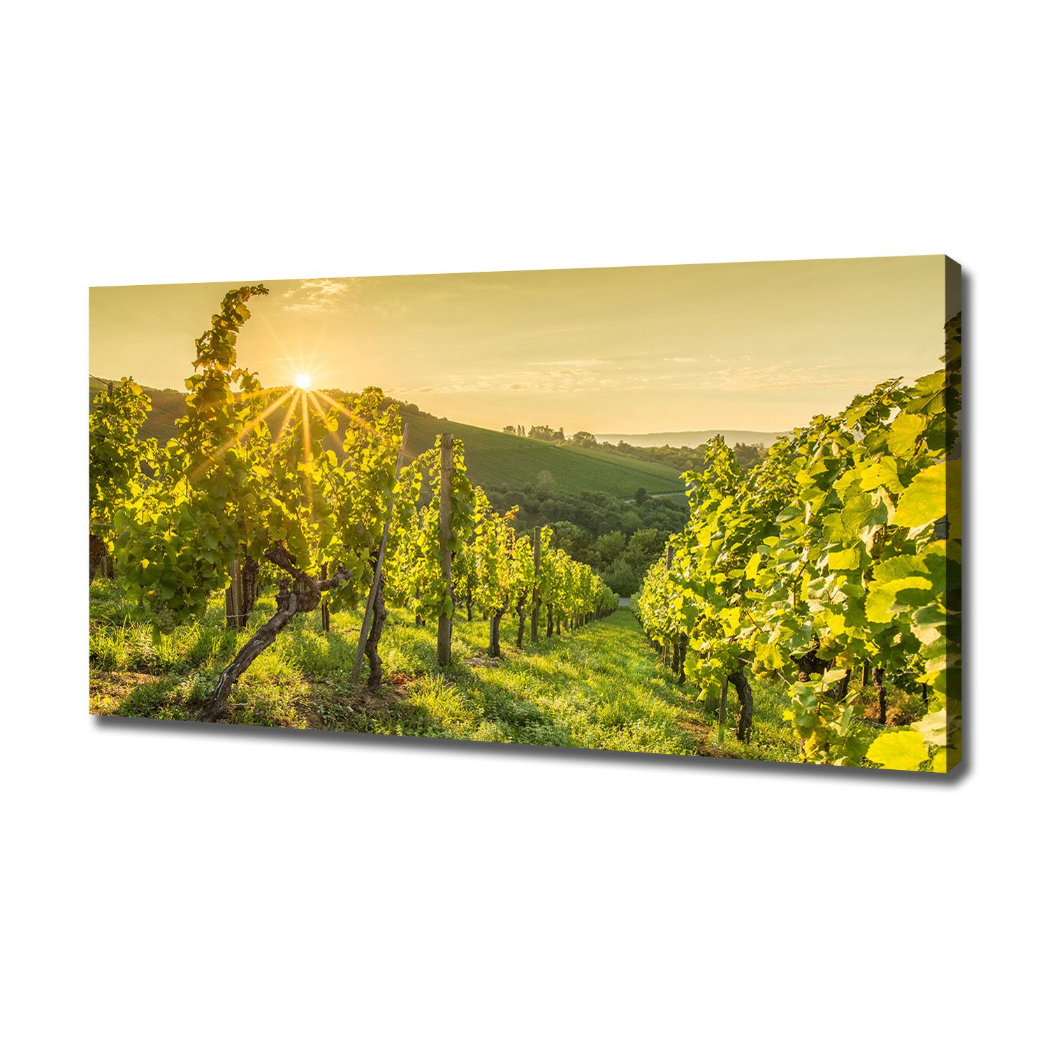 

Foto obraz canvas na ścianę Winnica 120x60 cm