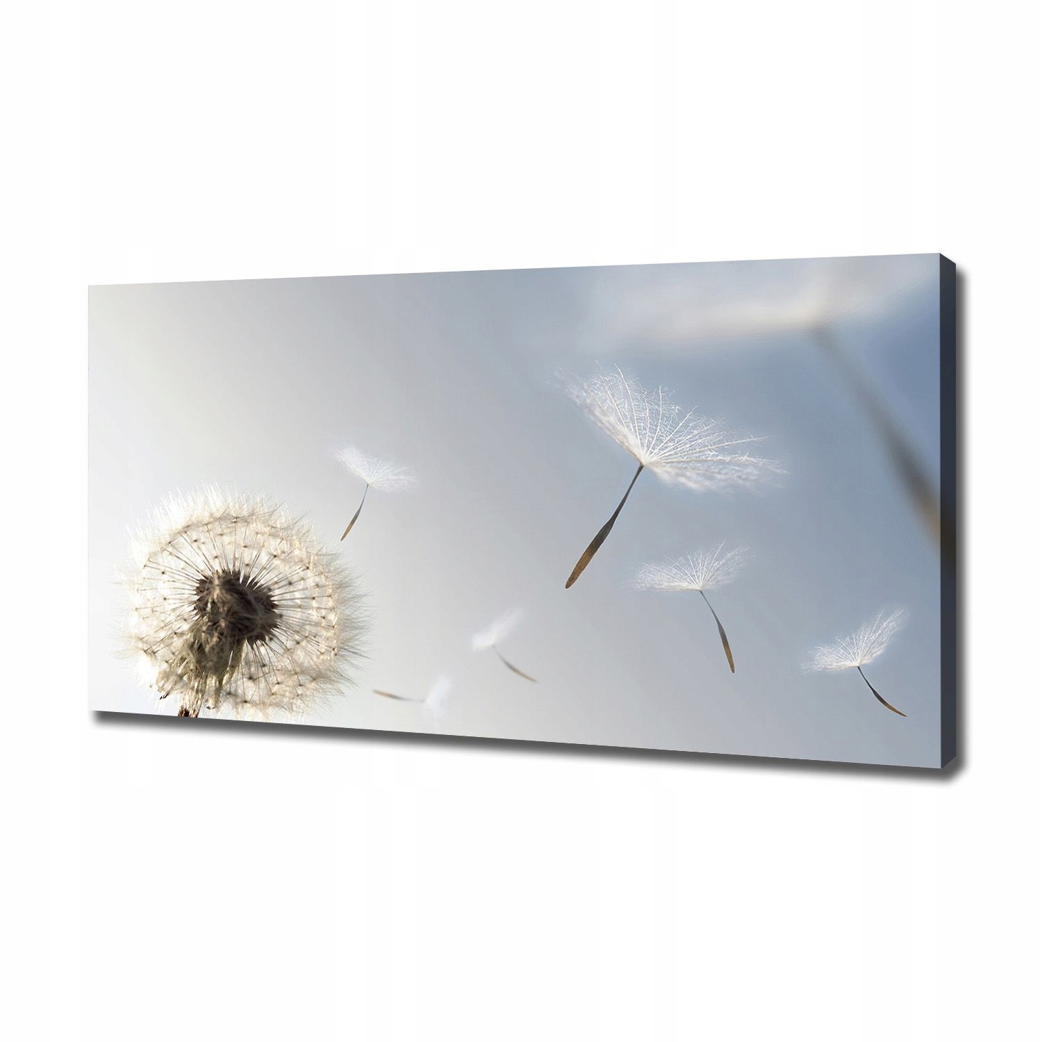 

Foto obraz canvas na ścianę Dmuchawiec 120x60 cm