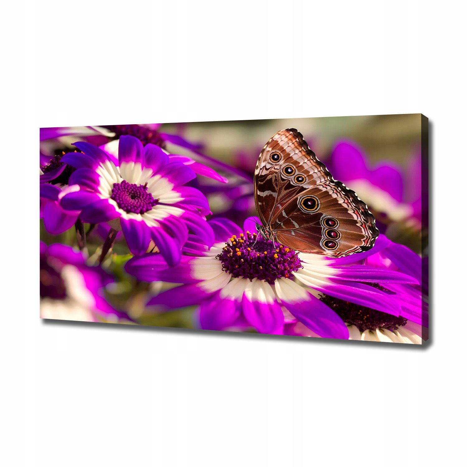 

Foto obraz na płótnie Motyl na kwiatku 120x60 cm