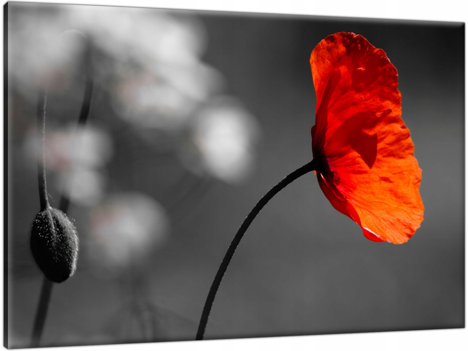 

Fotoobraz Czerwony Mak Kwiaty Szary 90x60 Tryptyk