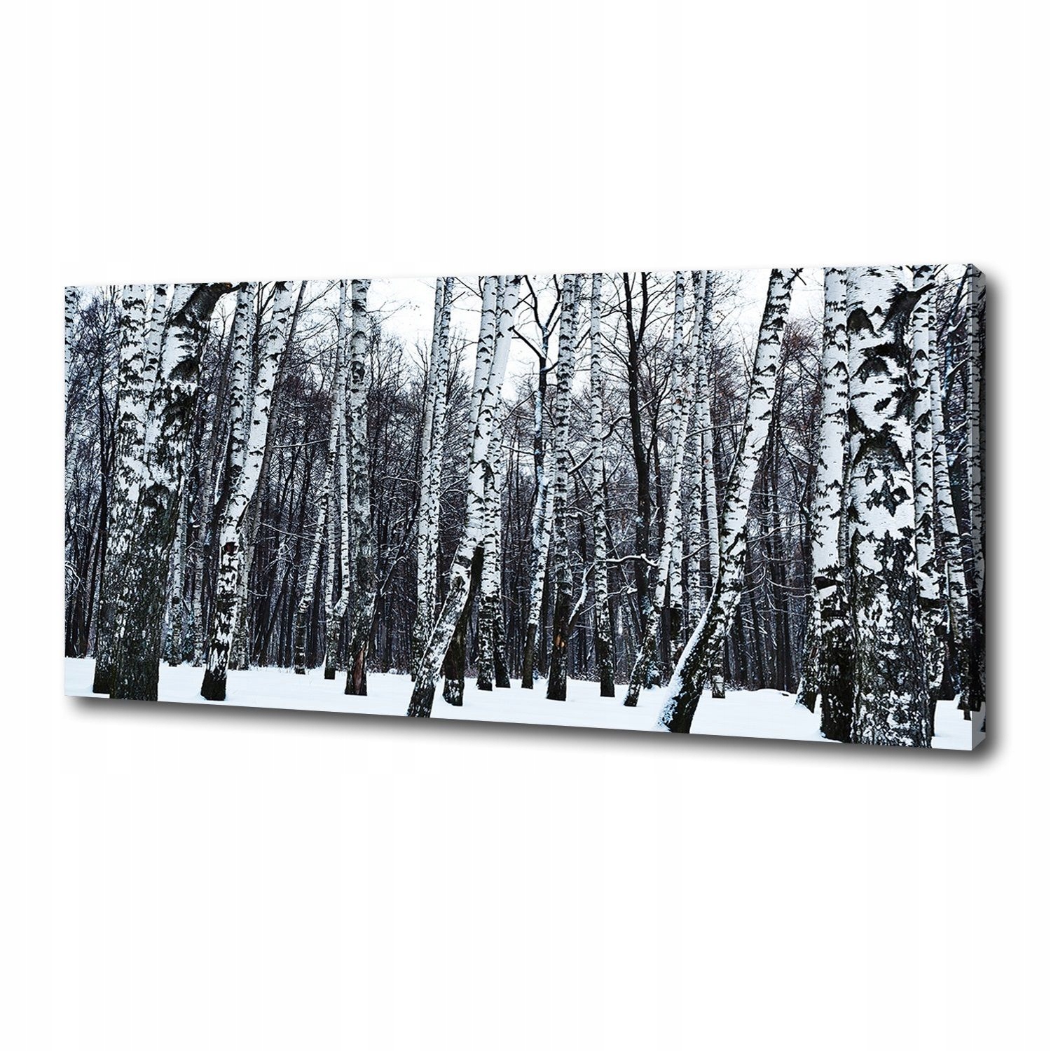 

Foto obraz canvas na ścianę Brzozy zimą 125x50 cm