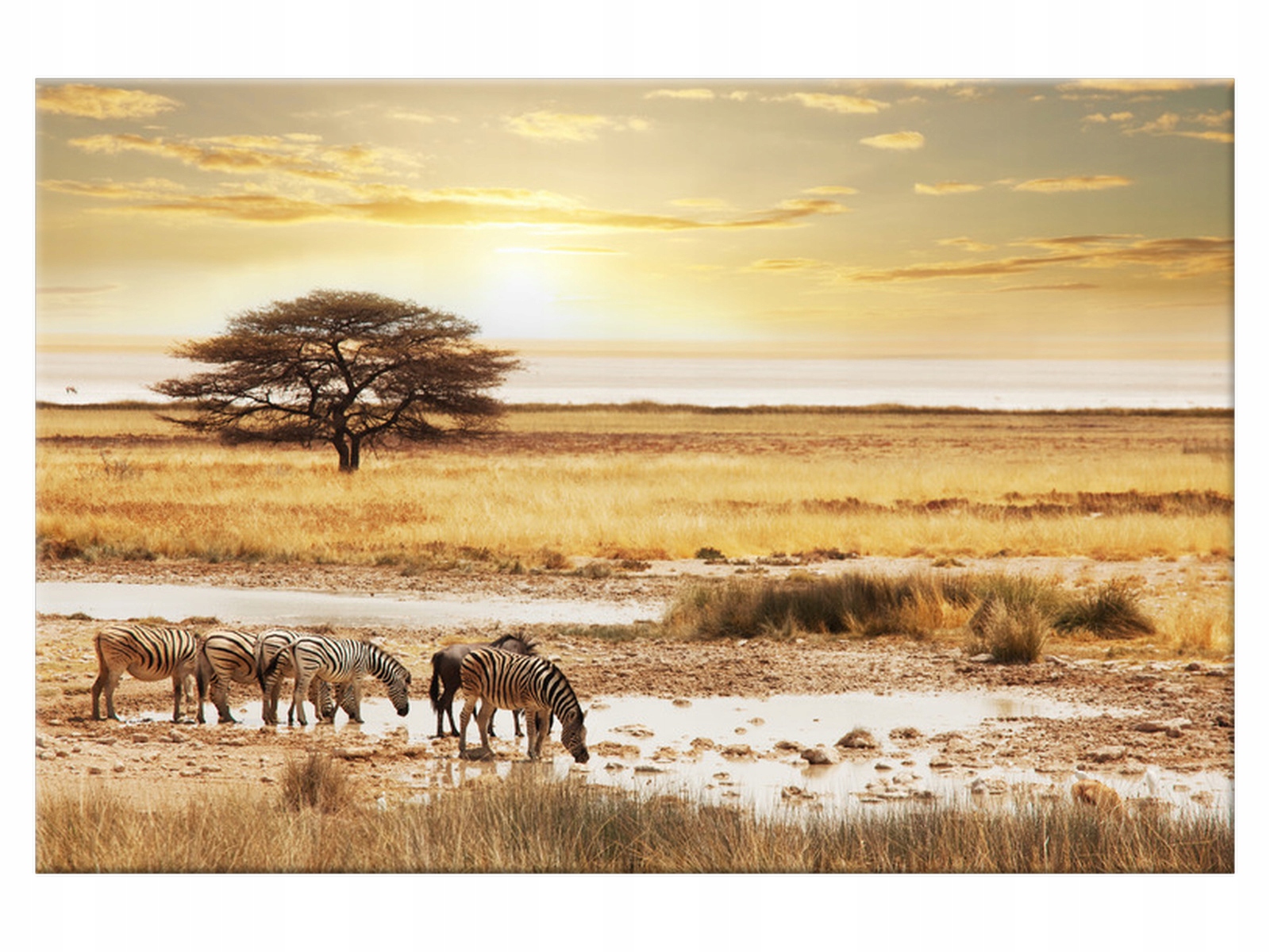 

Obraz na płótnie Zebra Safari 120x80 Afryka salon