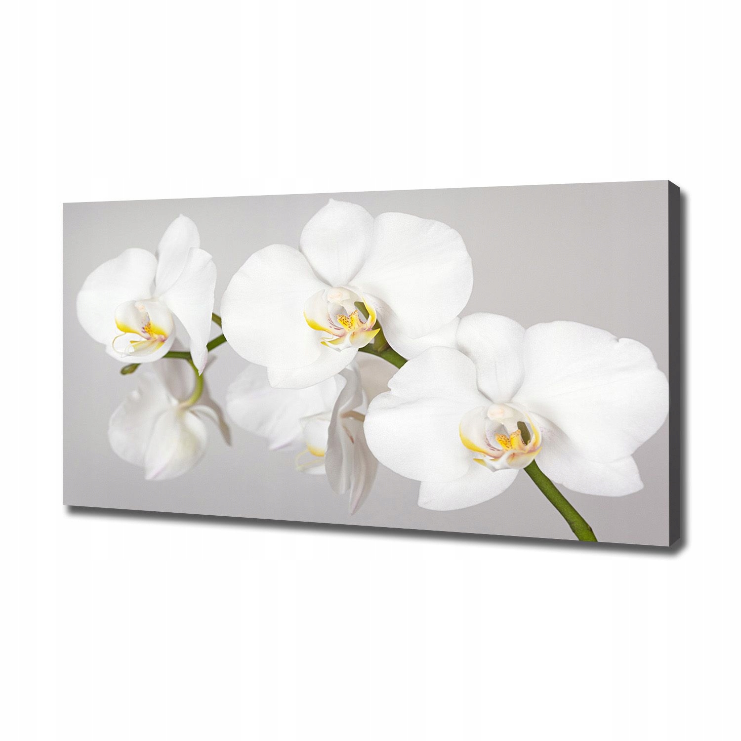 

Foto obraz canvas na ścianę Orchidea 120x60 cm
