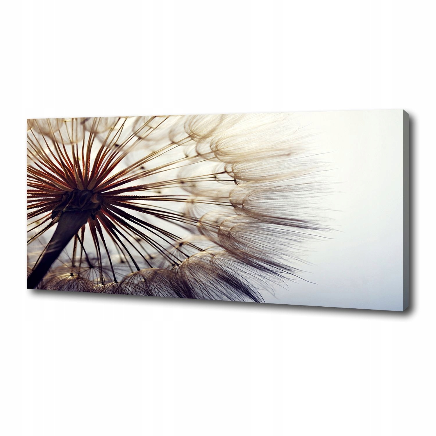 

Foto obraz canvas na ścianę Dmuchawiec 125x50 cm