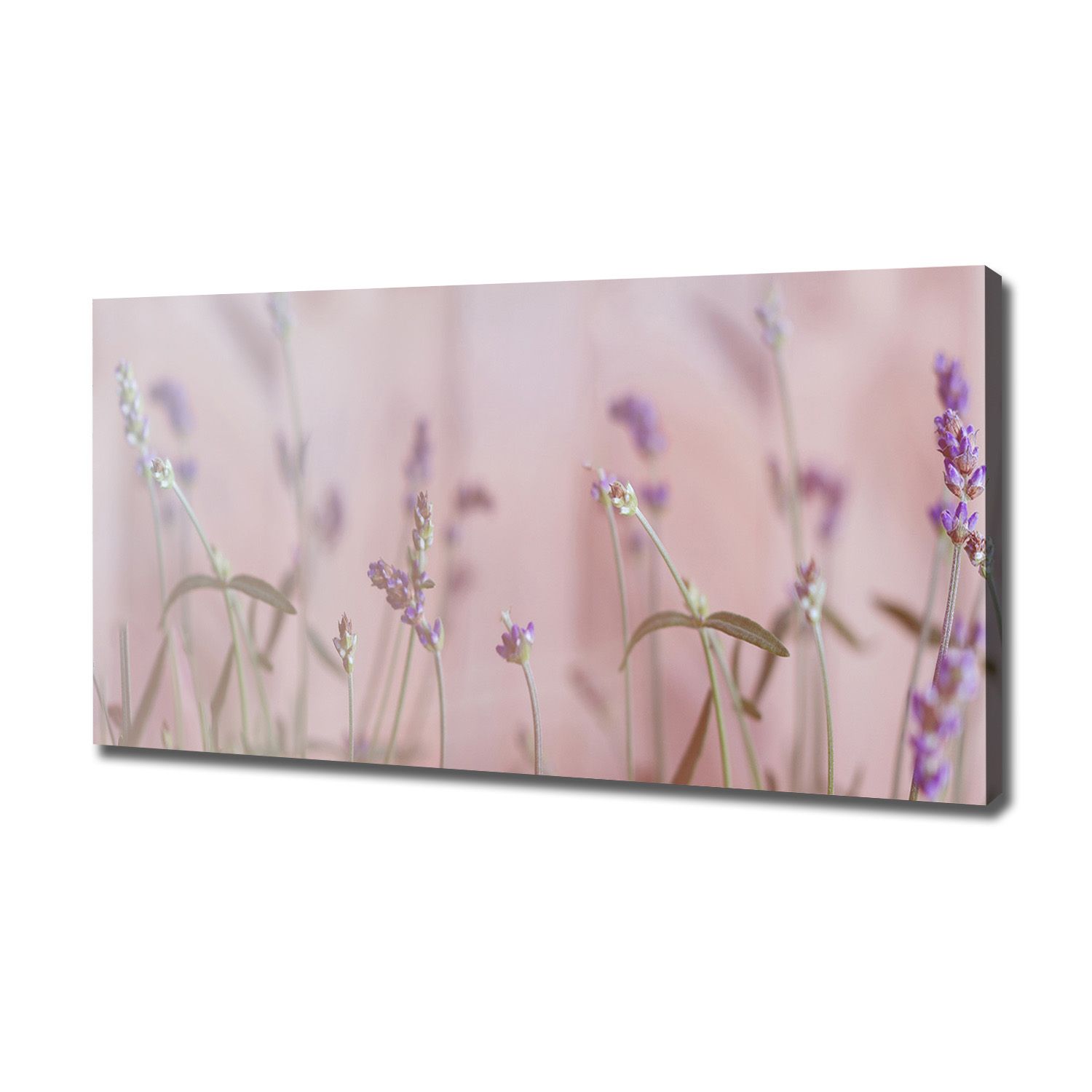 

Foto obraz canvas na ścianę Lawenda 120x60 cm