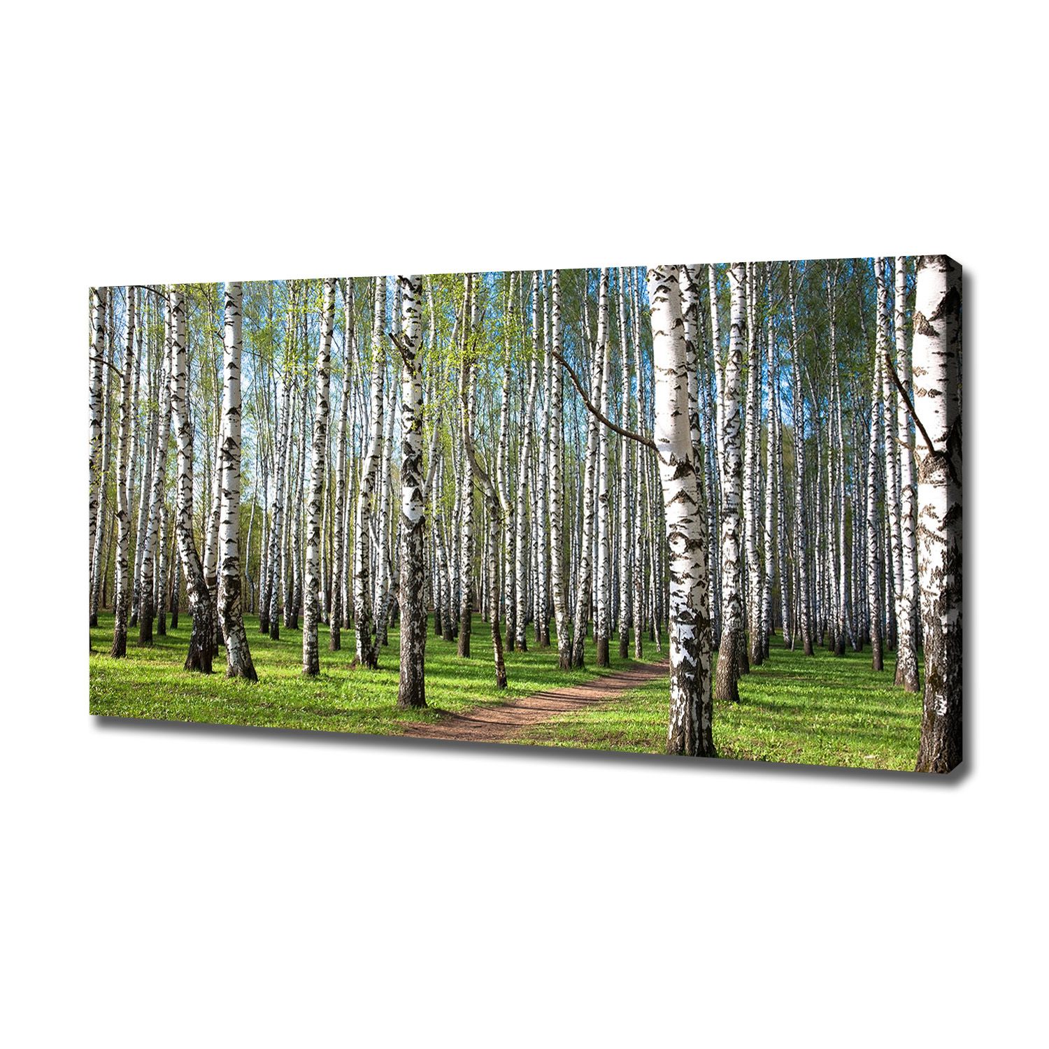 

Duży foto obraz na płótnie Brzozowy las 120x60 cm