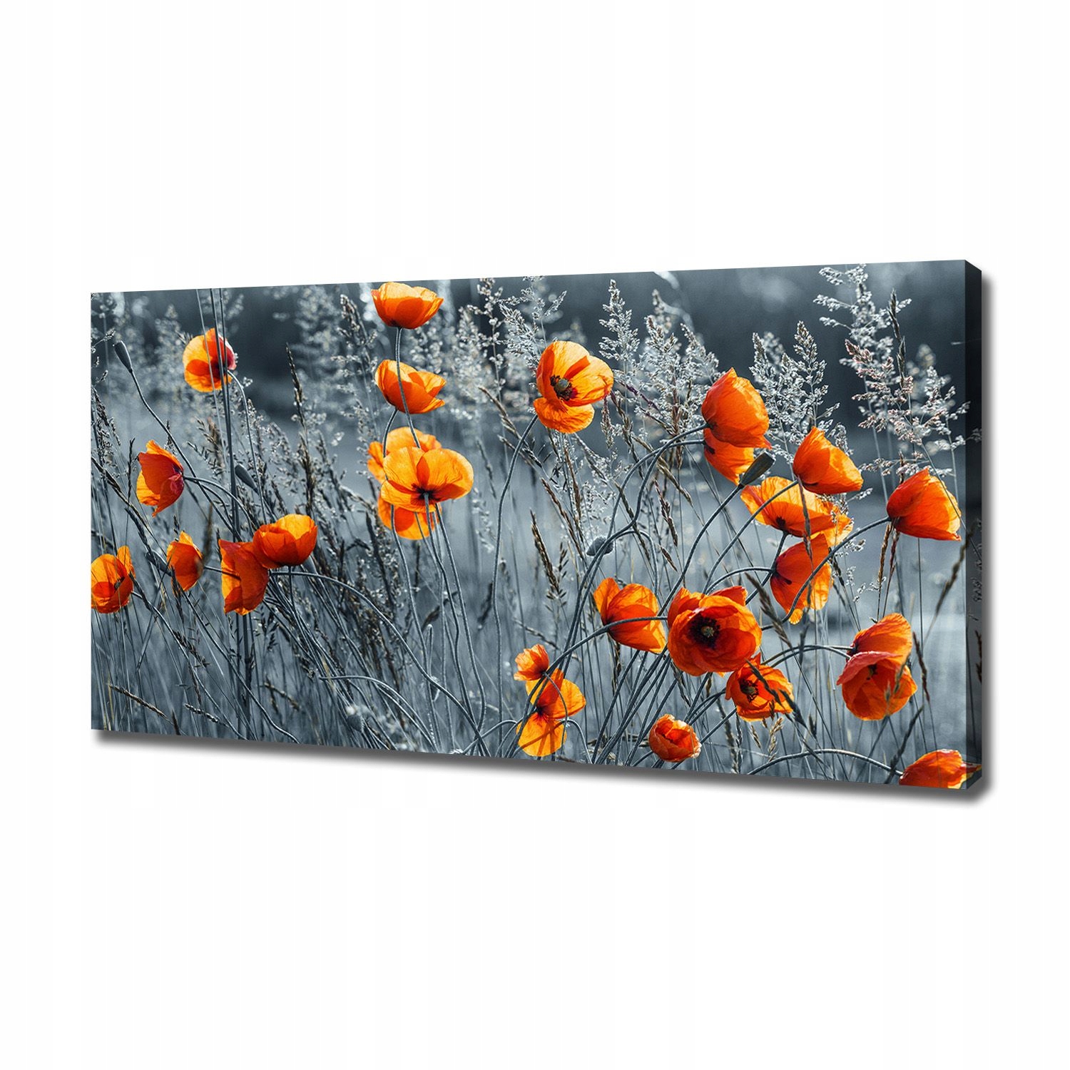 

Foto obraz canvas na ścianę Polny mak 120x60 cm
