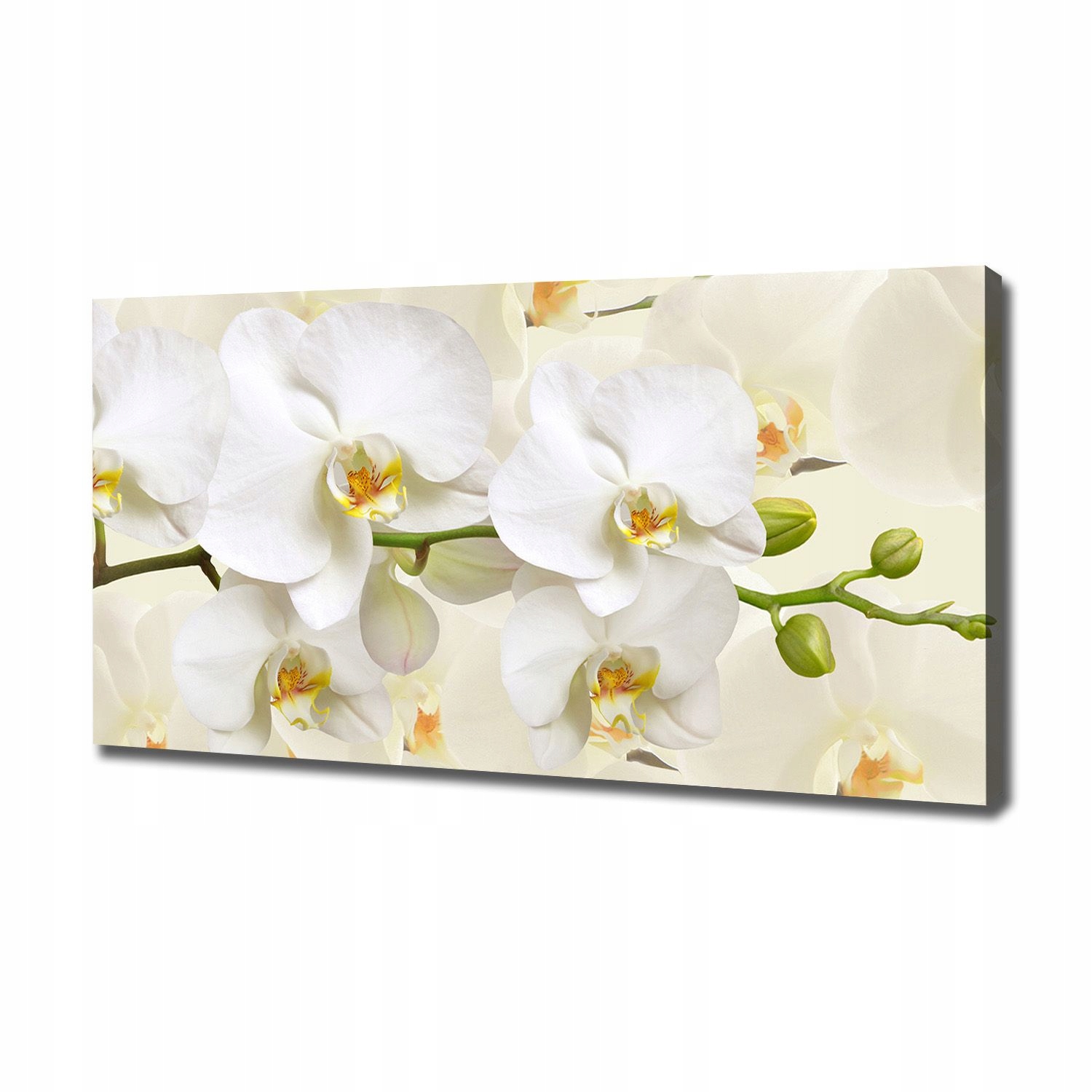 

Foto obraz canvas na ścianę Orchidea 120x60 cm