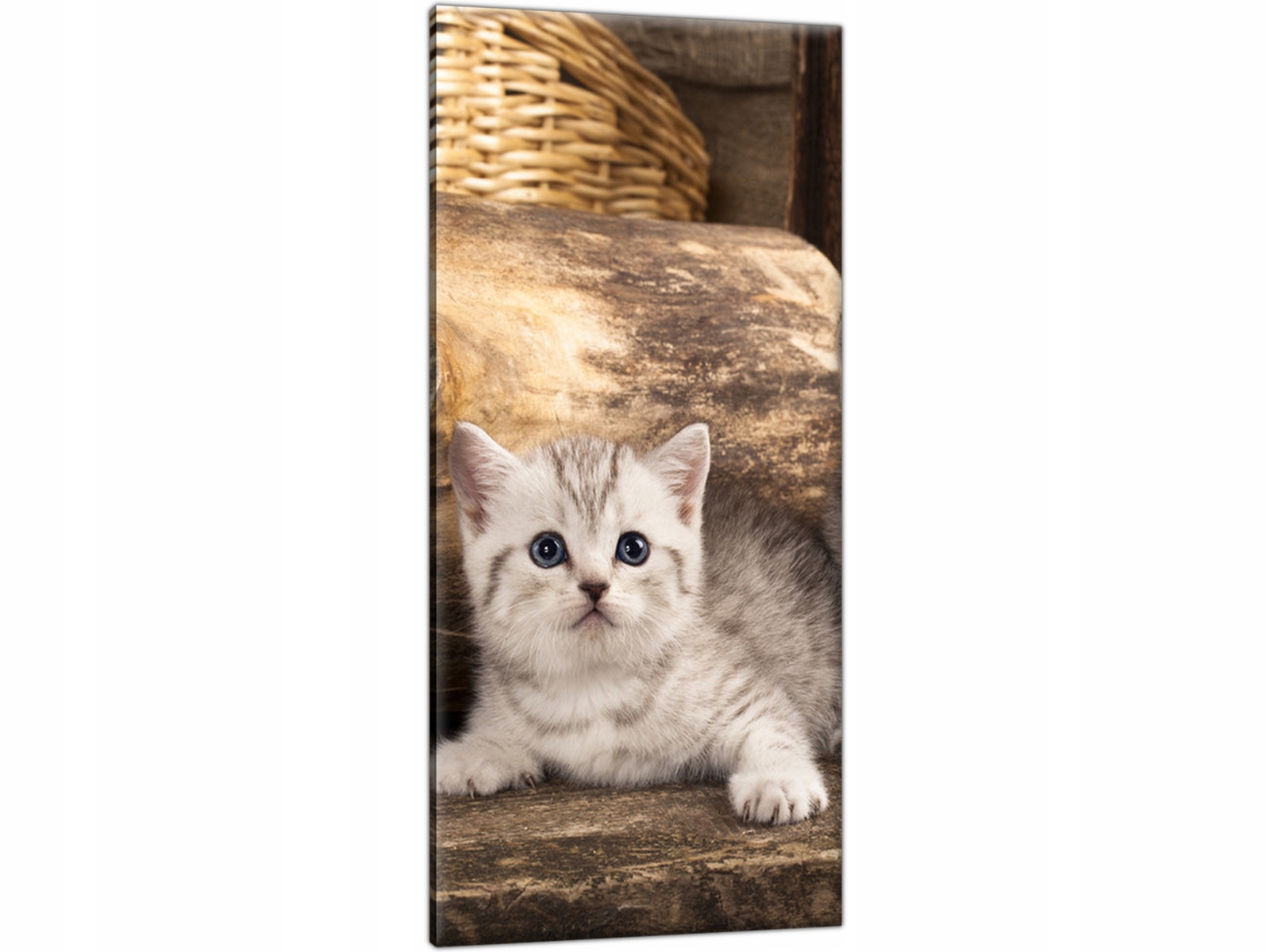 

Kotek Brytyjski 55x115 Mały kot Nowoczesny obraz