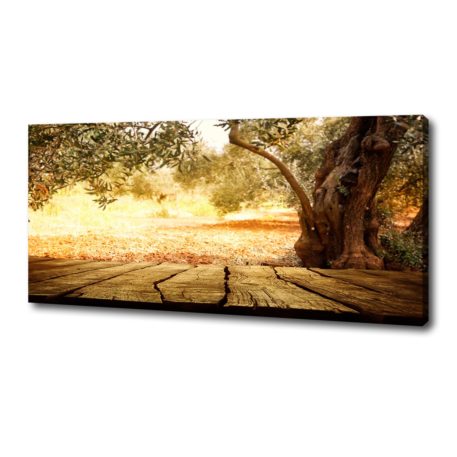 

Foto obraz na płótnie Drzewo oliwne 125x50 cm