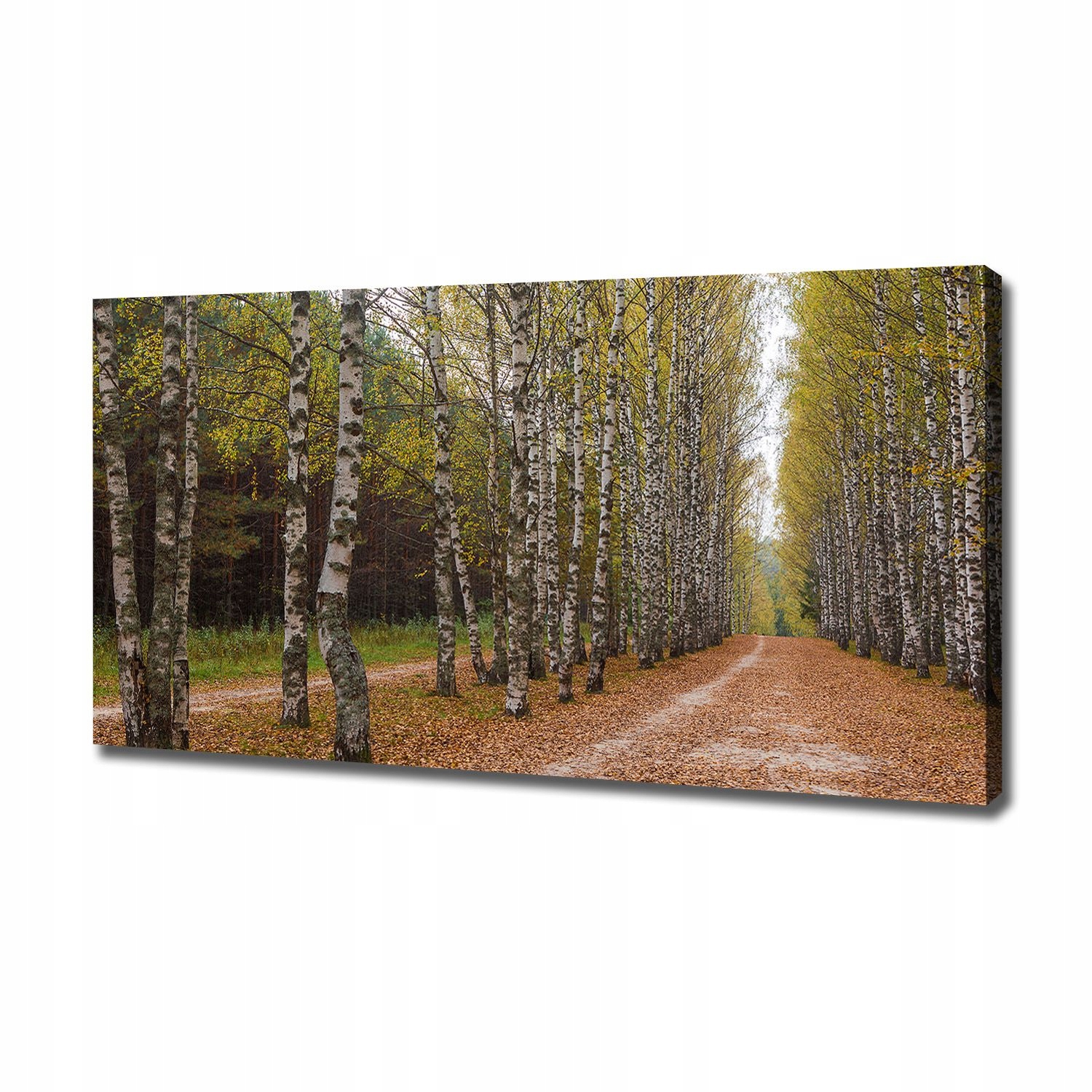 

Foto obraz canvas na ścianę Aleja brzóz 120x60 cm