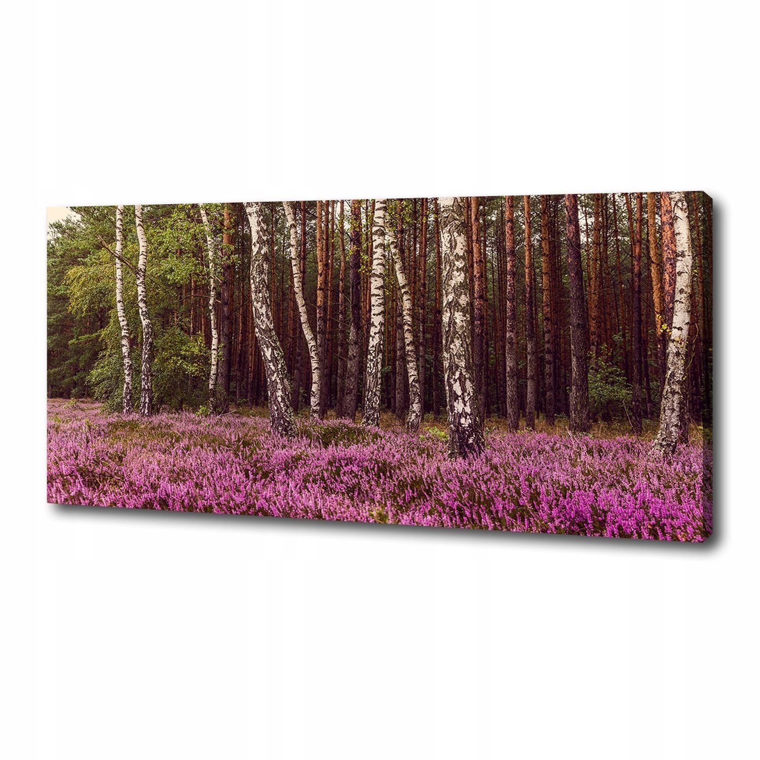 

Foto obraz canvas na ścianę Wrzosowisko 125x50 cm