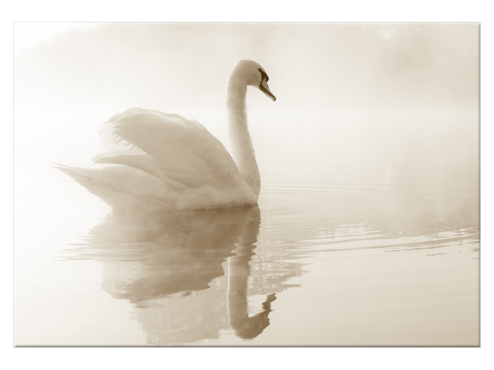 

Obraz Delikatny łabędź 100x70 Zwierzęta 1280A_1Z