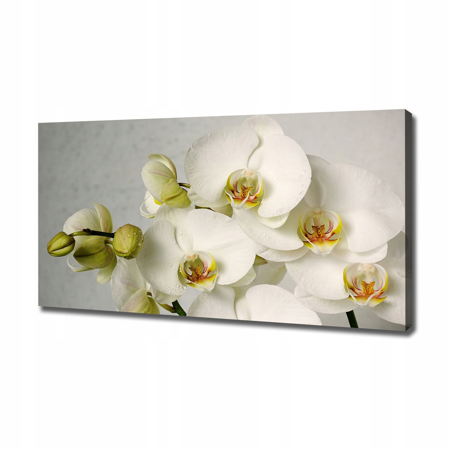 

Foto obraz na płótnie Biała orchidea 120x60 cm