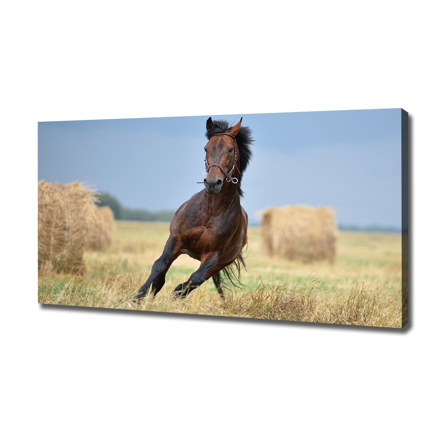 

Foto obraz na płótnie Koń w galopie 120x60 cm