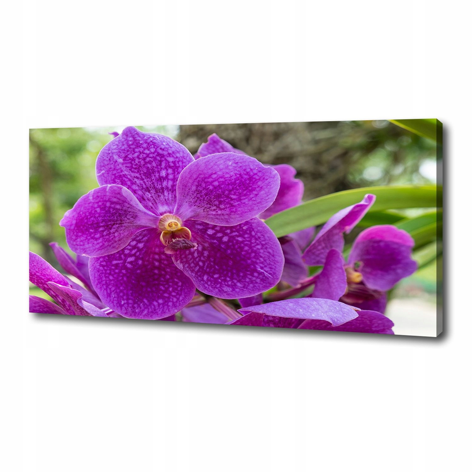 

Foto obraz canvas na ścianę Orchidea 125x50 cm