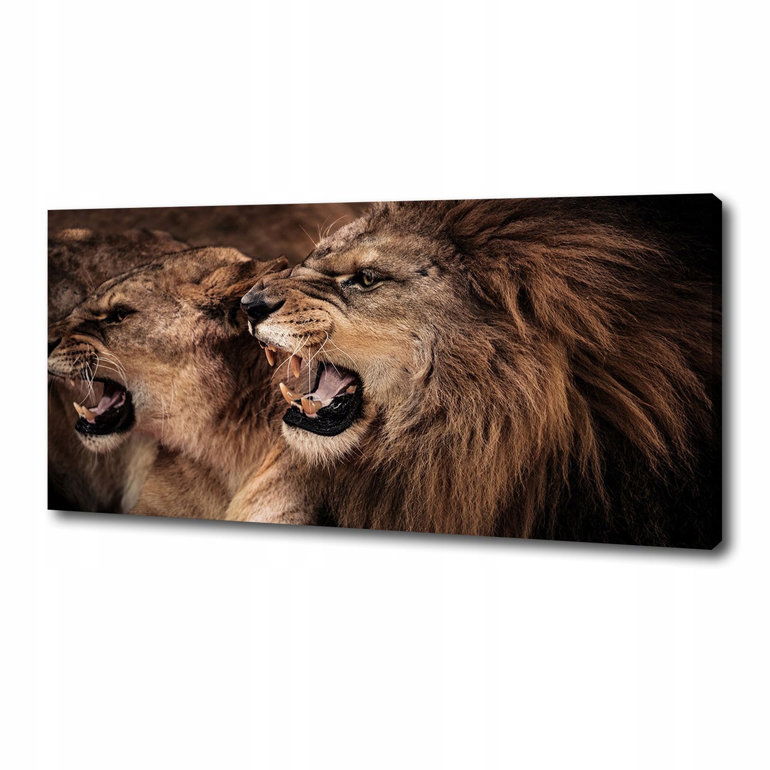 

Foto obraz canvas na ścianę Ryczące lwy 125x50 cm