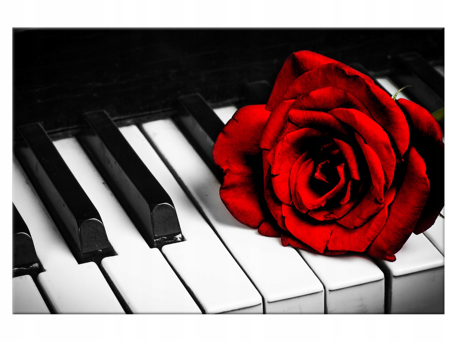 

Obraz Róża na fortepianie 90x60 Kwiaty Przedmiot