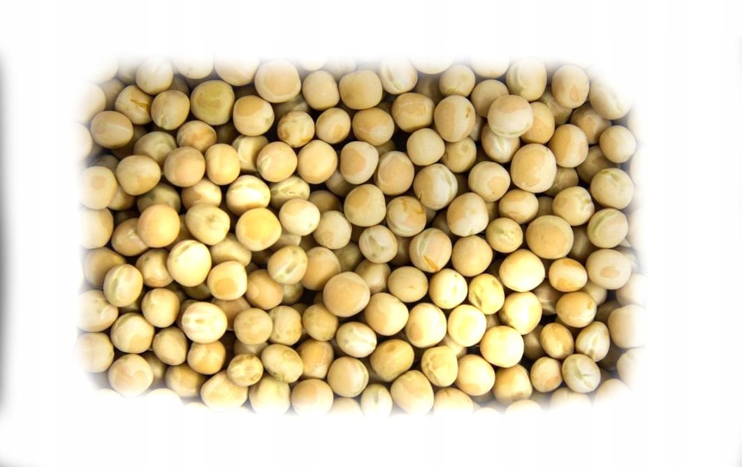 GROCH ŻÓŁTY Ziarno nasiona