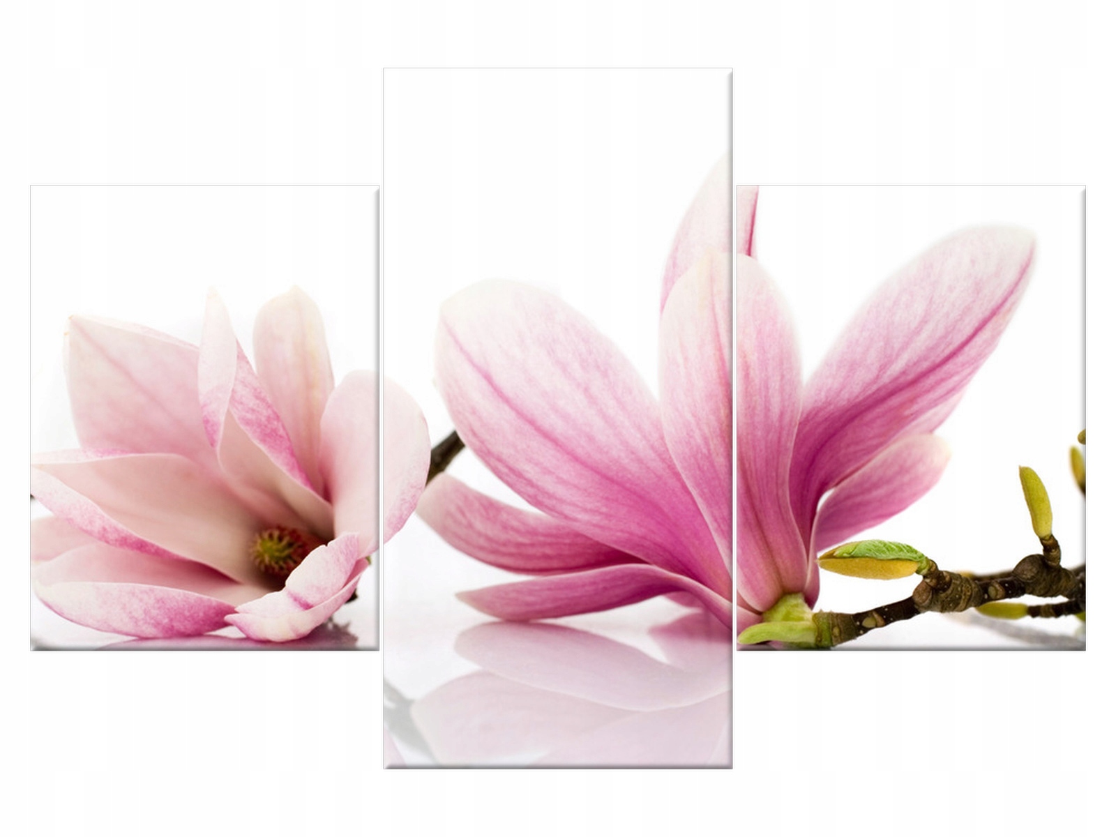 

Obraz Różowe magnolie 90x60 Kwiaty Magnolie