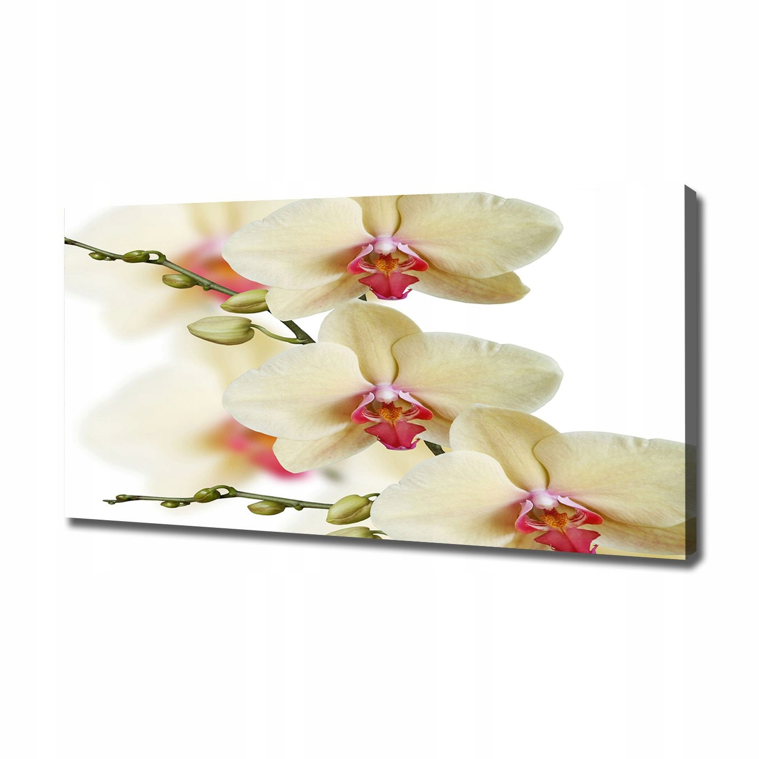 

Foto obraz canvas na ścianę Orchidea 120x60 cm