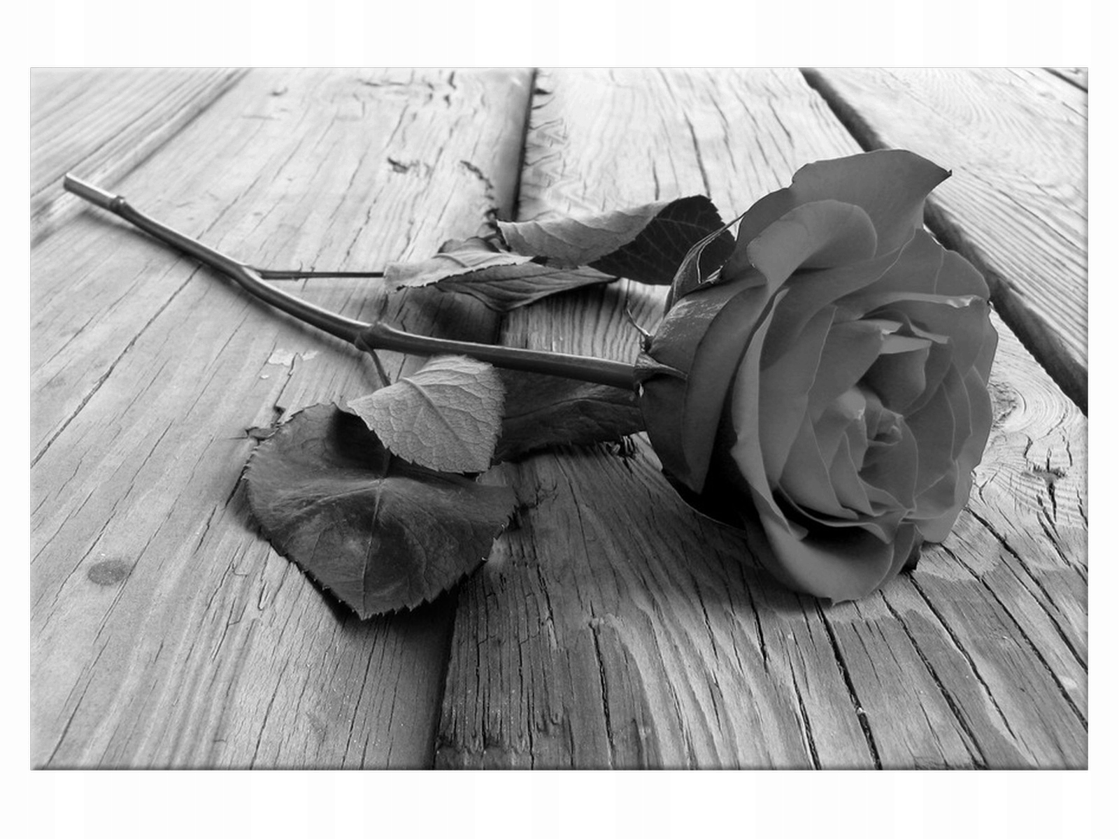 

Obraz Kwiaty Czarna piękność 90x60 Róża do salonu