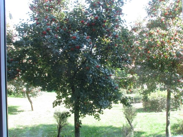 FILTR polaryzacyjny CPL SLIM 62mm 62 mm MC 8 + Kod producenta SB2201