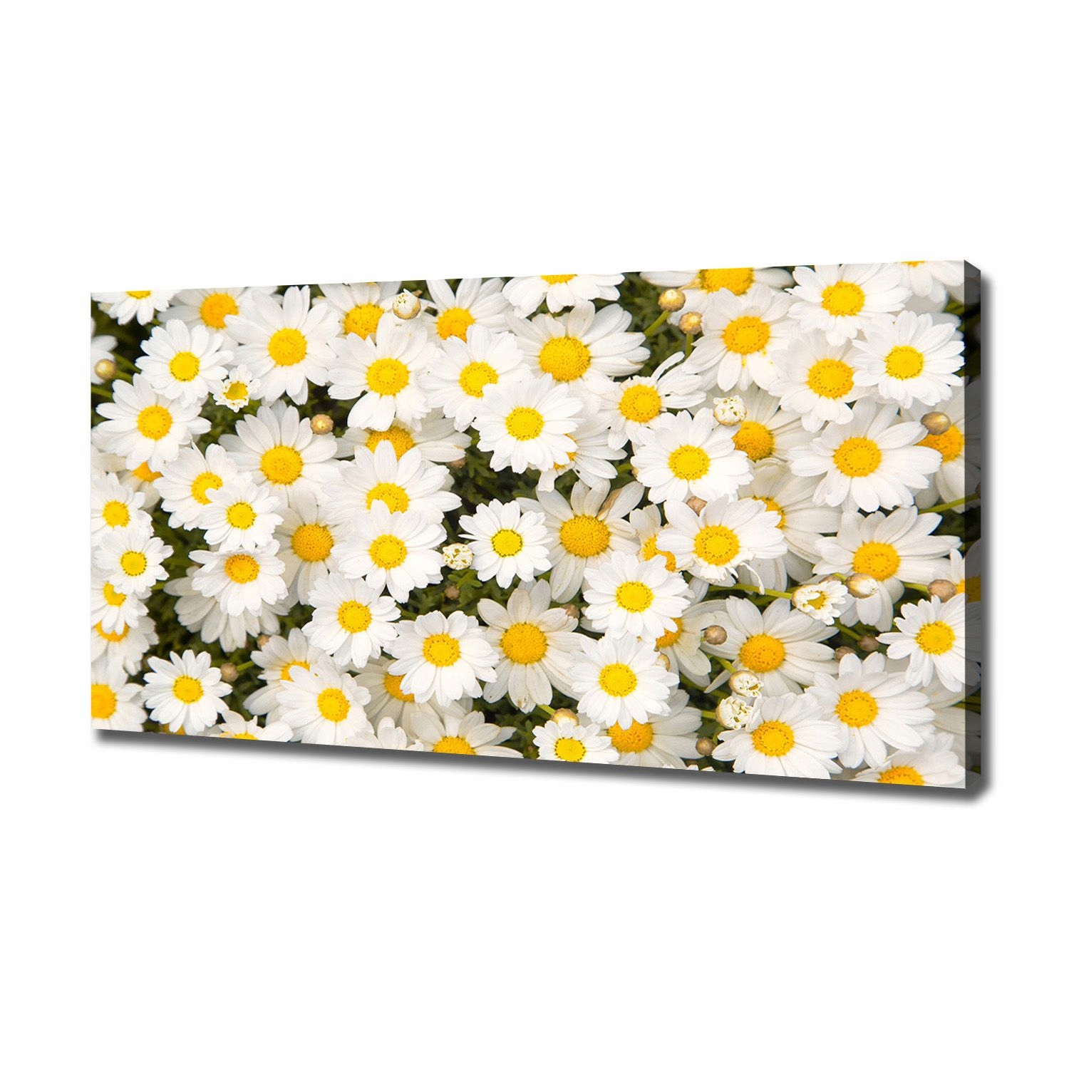 

Foto obraz canvas na ścianę Stokrotki 120x60 cm