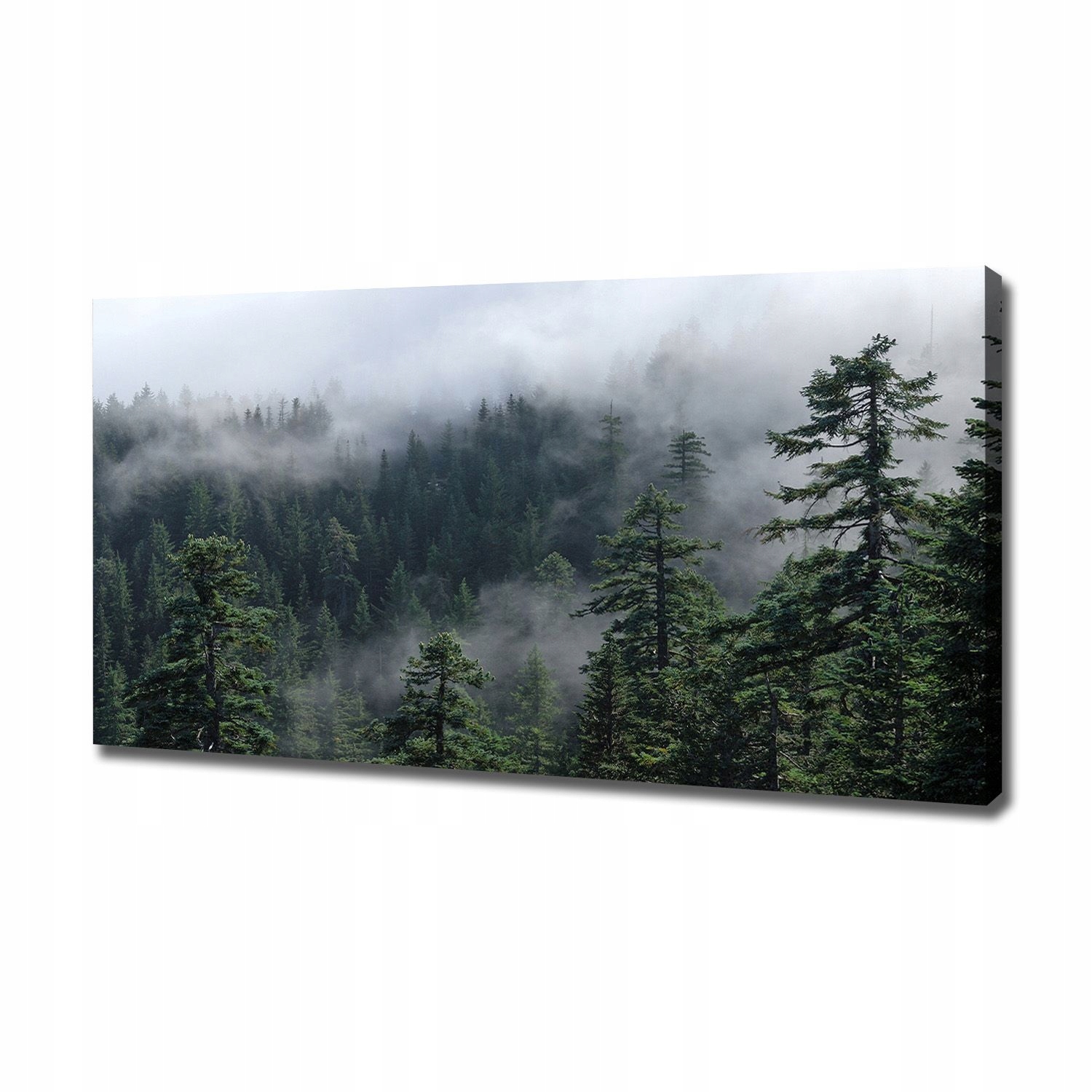 

Foto obraz canvas na ścianę Leśna mgła 120x60 cm
