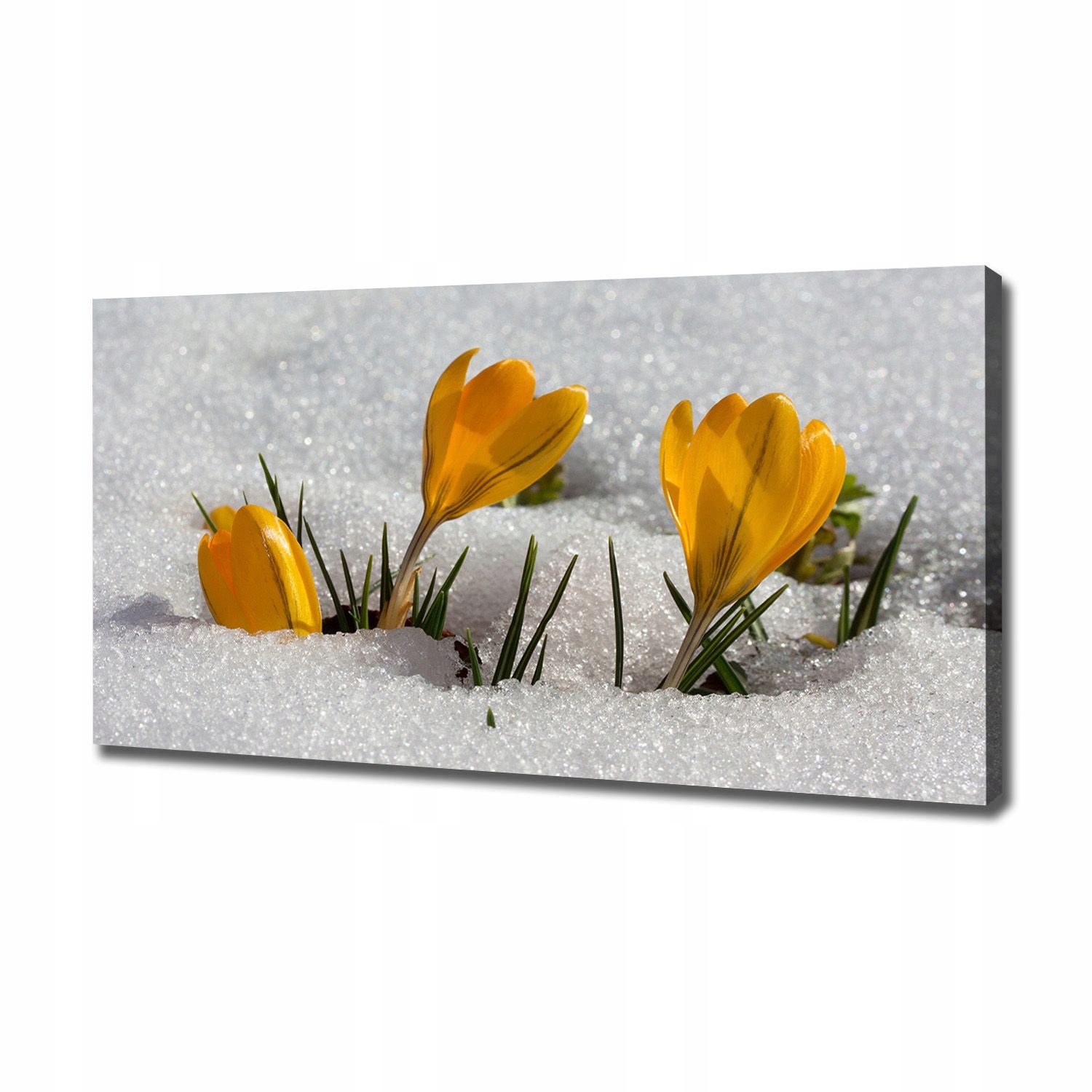 

Foto obraz na płótnie Krokusy w śniegu 120x60 cm