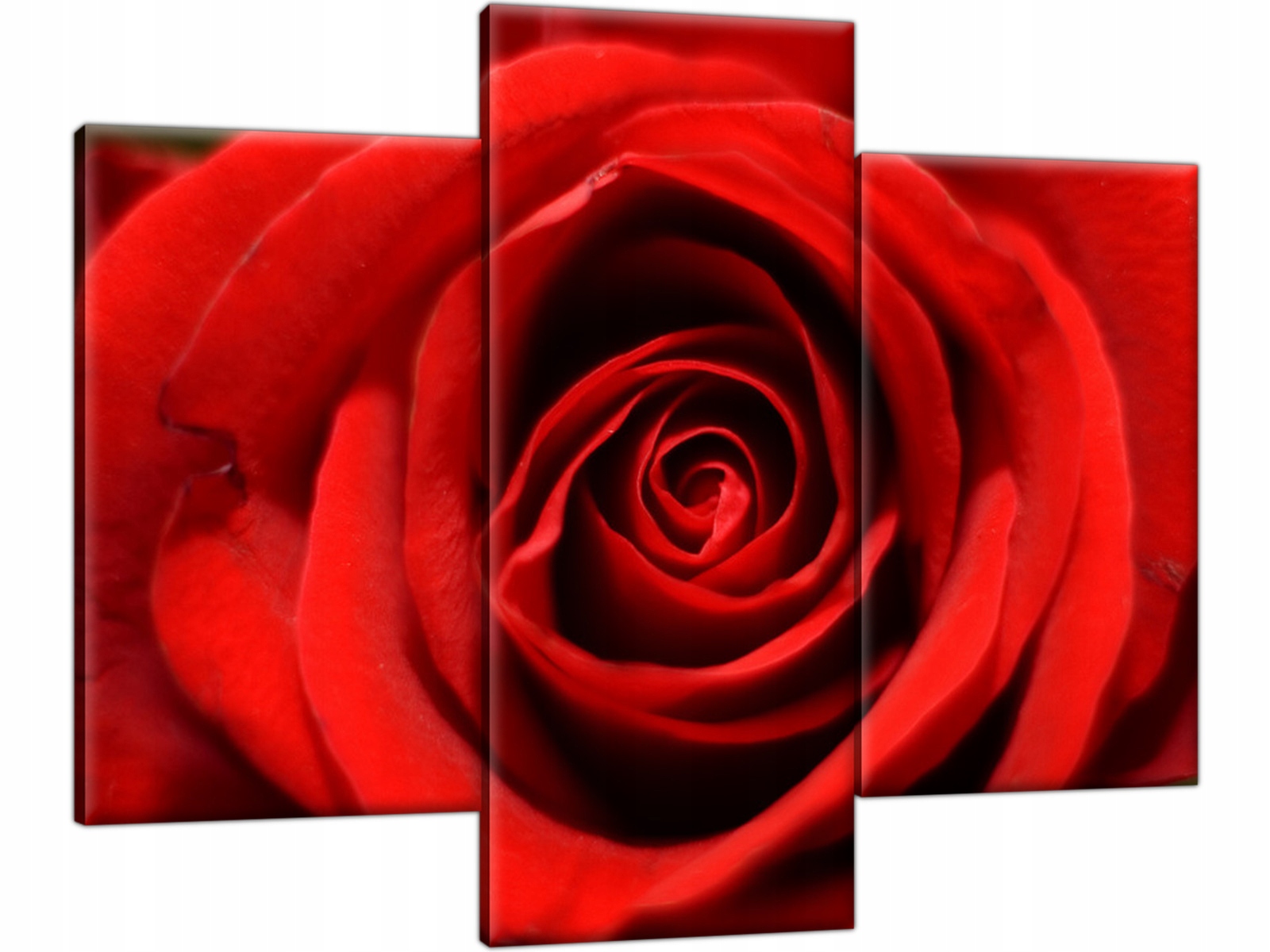 

Czerwona róża Obraz 90x70 do salonu na prezent