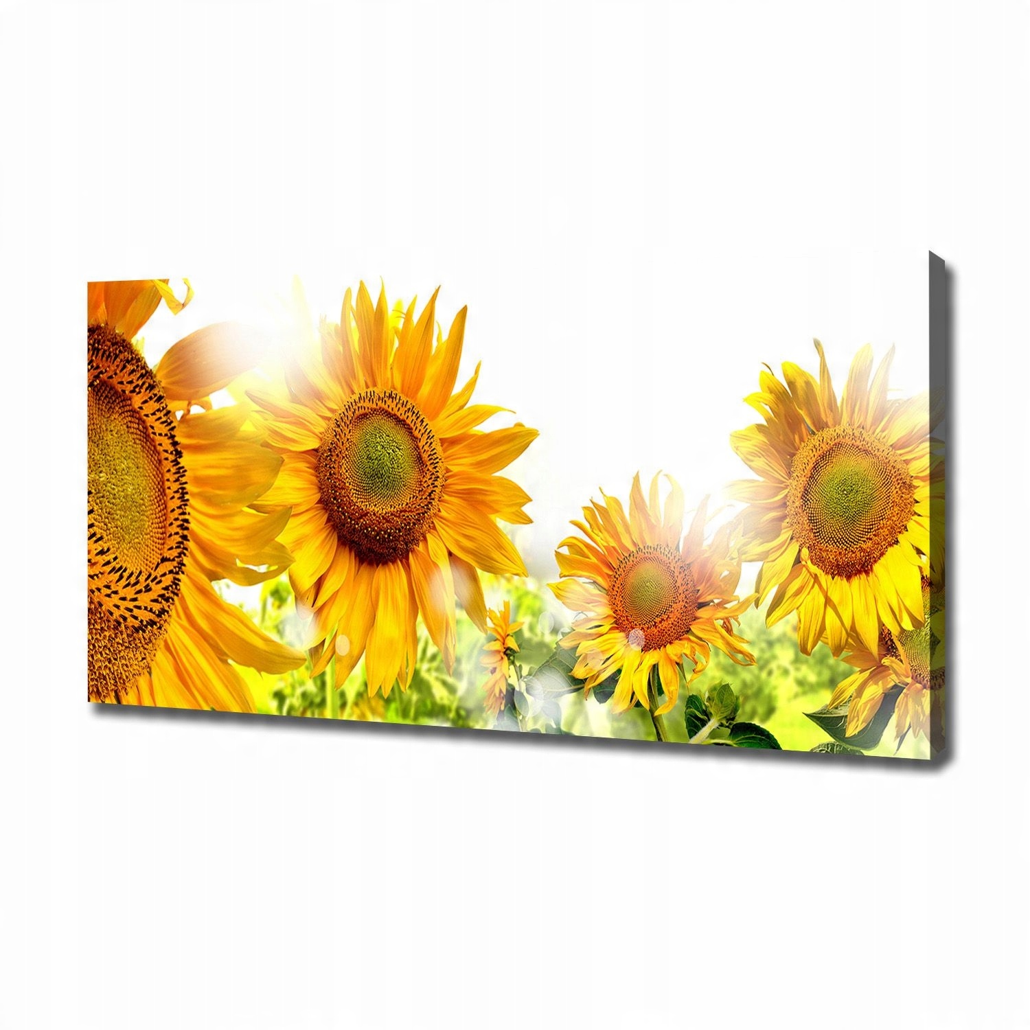 

Foto obraz canvas na ścianę Słoneczniki 120x60 cm
