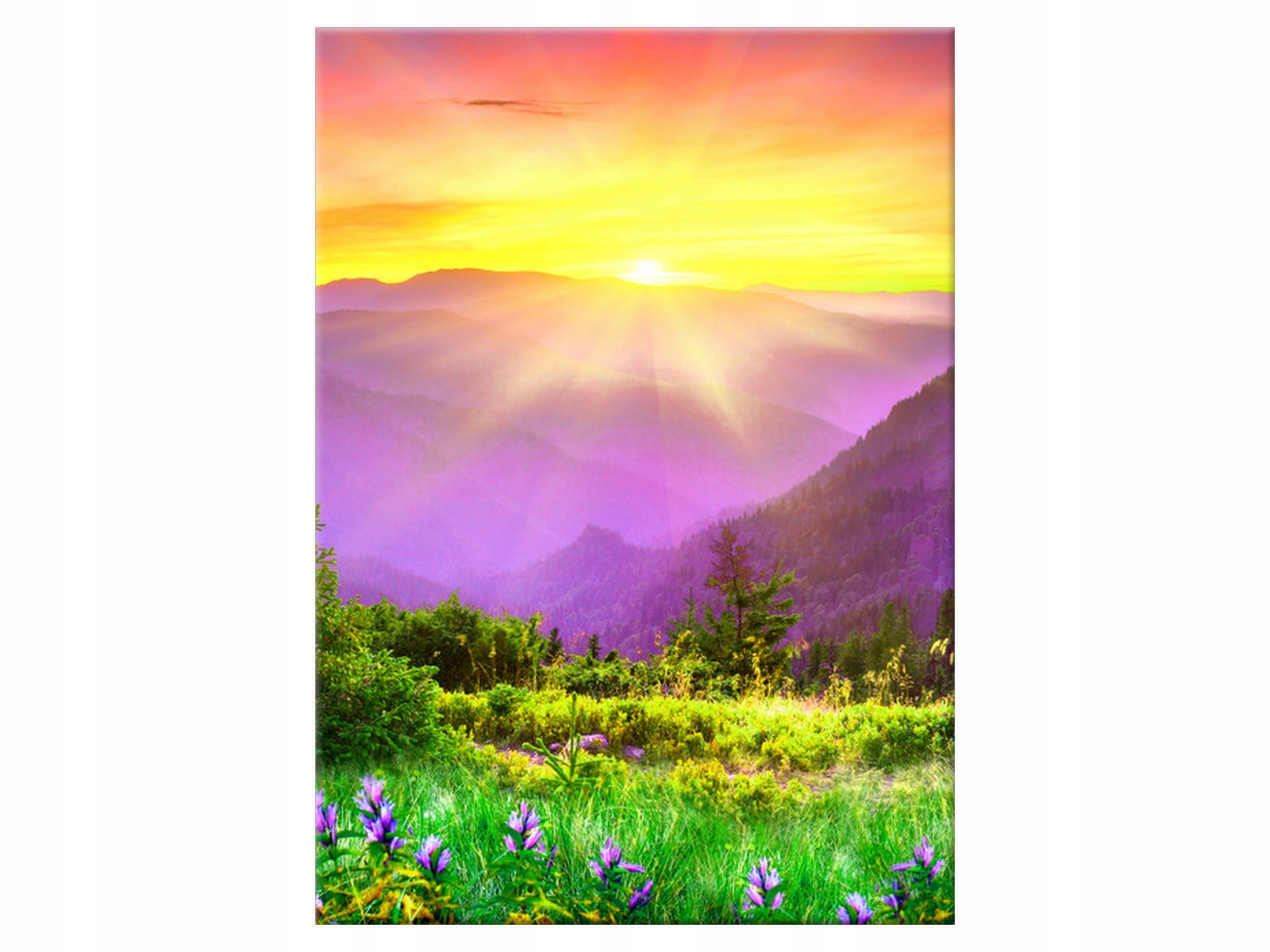 

Obraz Kwiecista łąka 50x70 Pejzaż na płótnie salon