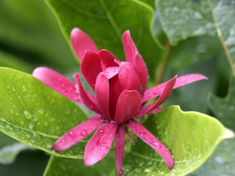 KIELICHOWIEC WONNY sadzonki 40-60cm C2