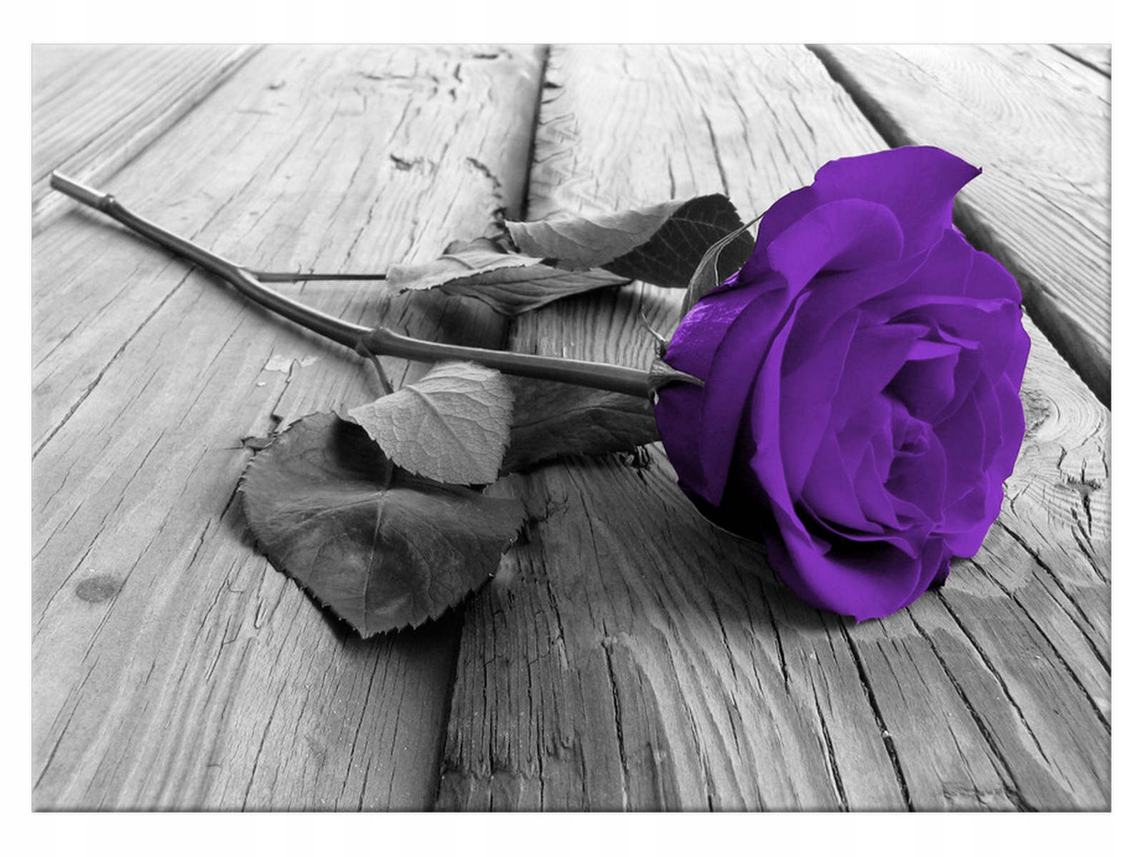 

Obraz Róża Marzenie kobiety 70x50 na ścianę