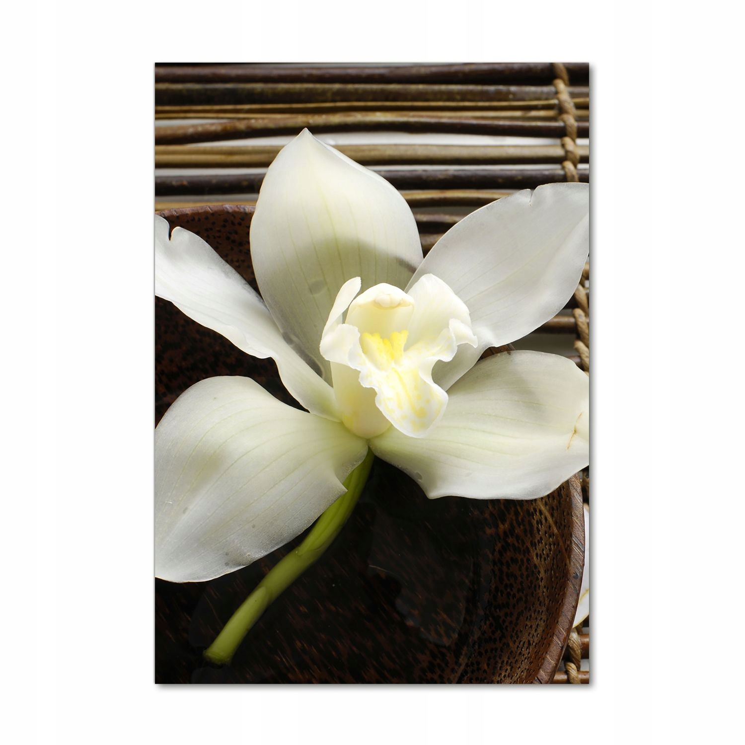 

Foto obraz akrylowy na ścianę Orchidea 70x100 cm