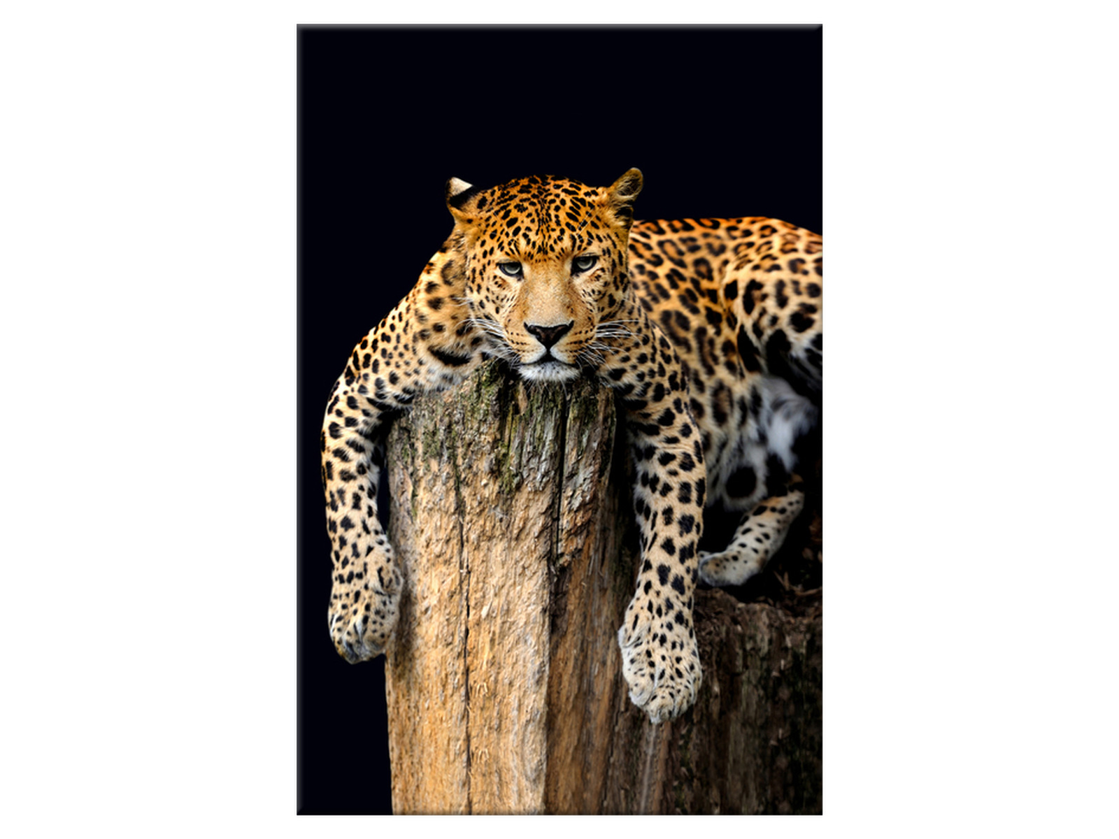 

Obraz Zwierzęta Lampart Zwierzęta 60x90 Drzewo