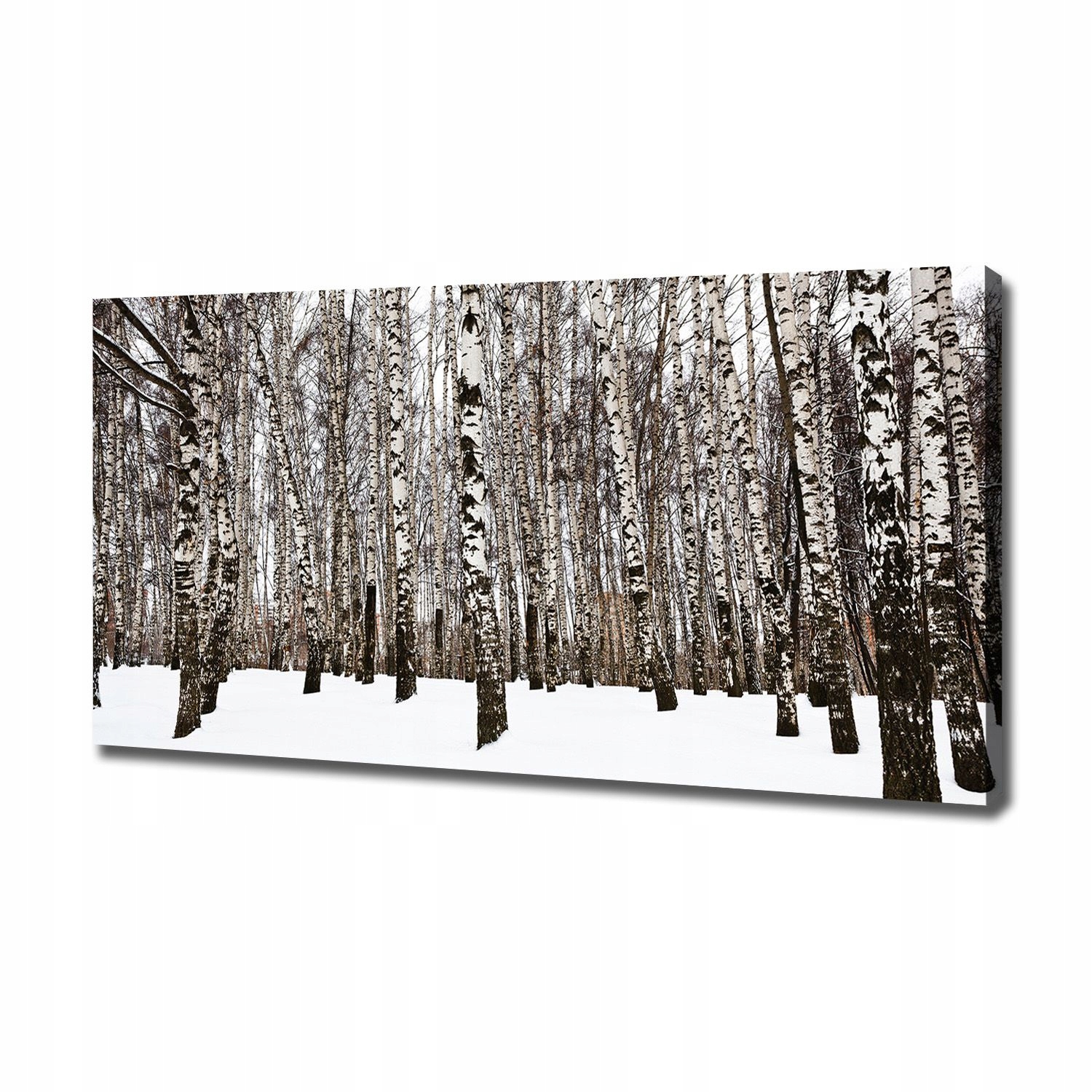 

Foto obraz canvas na ścianę Brzozy zimą 120x60 cm