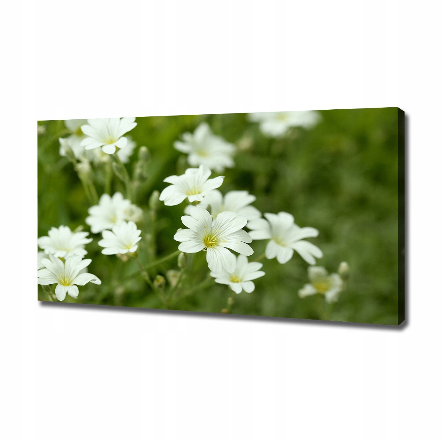 

Foto obraz na płótnie Wiosenne kwiaty 120x60 cm