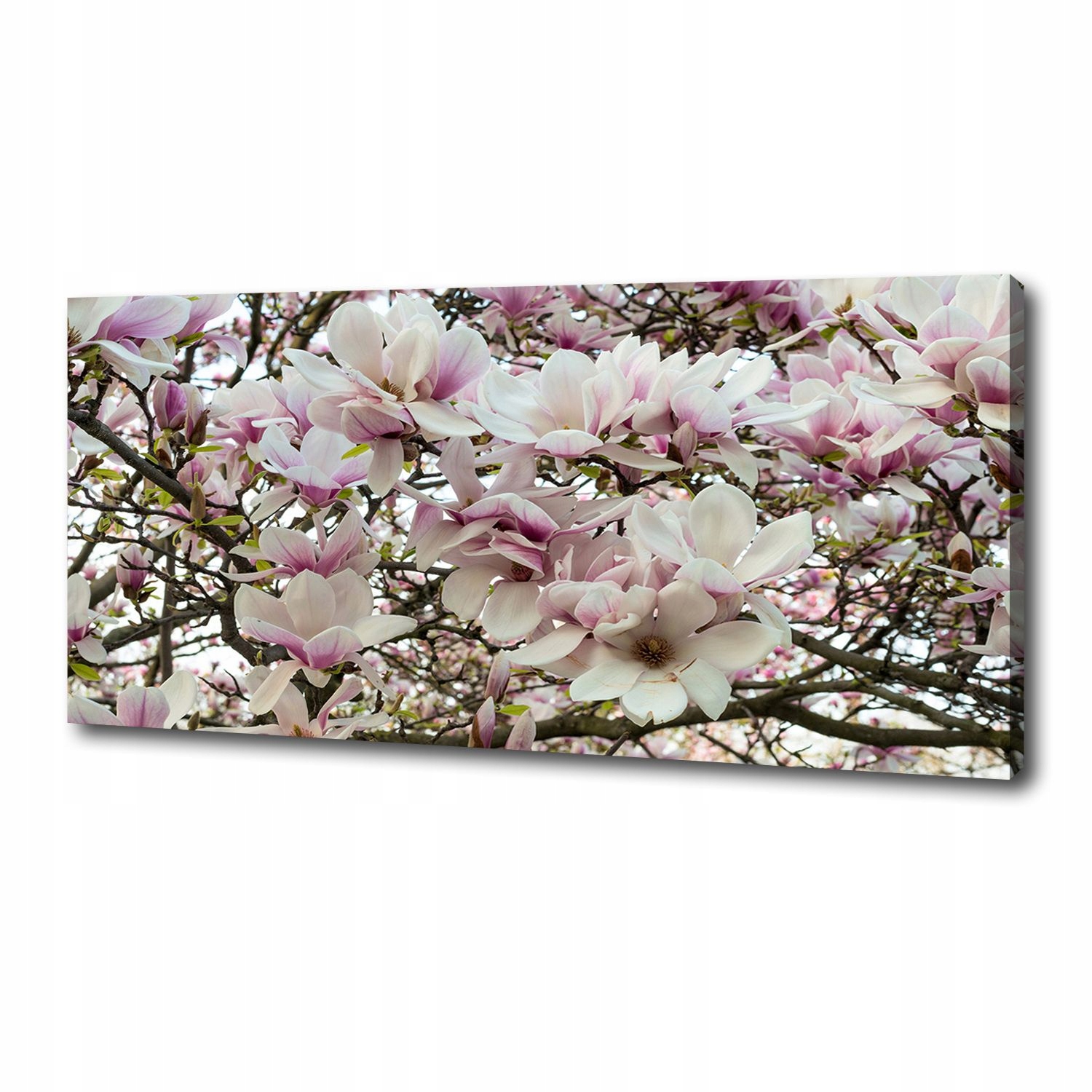 

Foto obraz na płótnie Kwiaty magnolii 125x50 cm