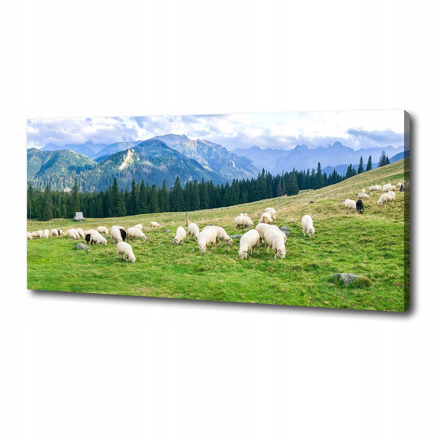 

Foto obraz na płótnie Owce w Tatrach 125x50 cm