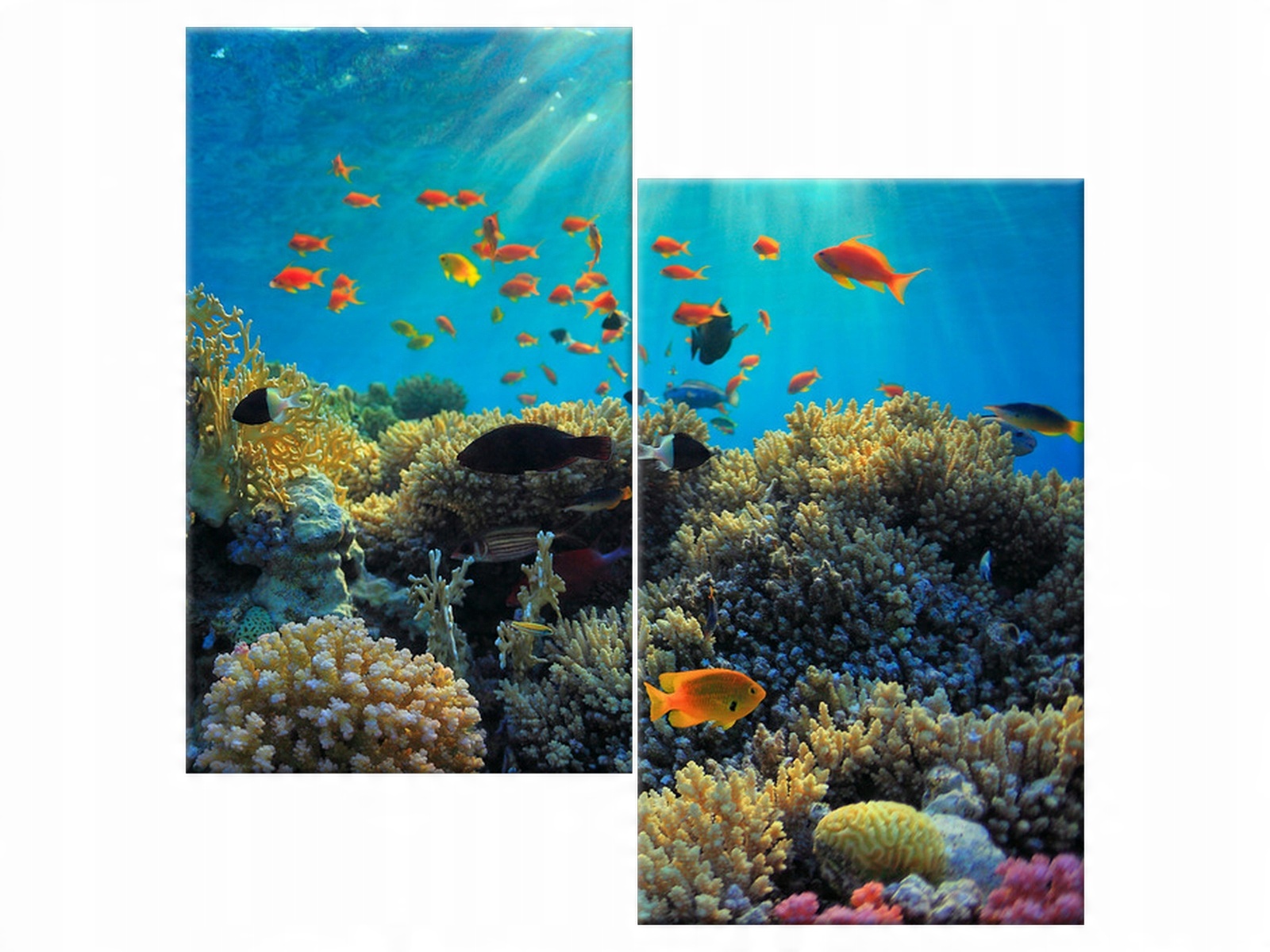 

Obraz Ocean Rafa koralowa 60x60 Zwierzęta salon