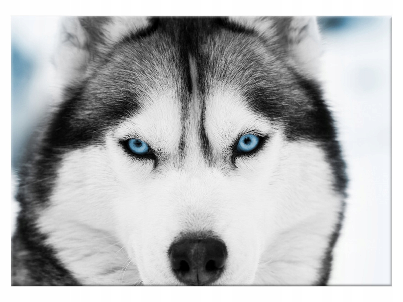

Obraz Pies Husky syberyjski 70x50 na ścianę