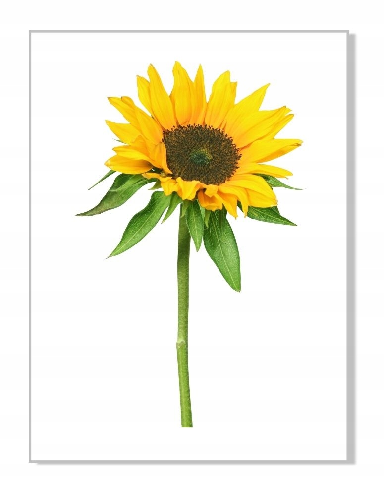 

Naklejki na ścianę meble lustro 70cm Słonecznik 5